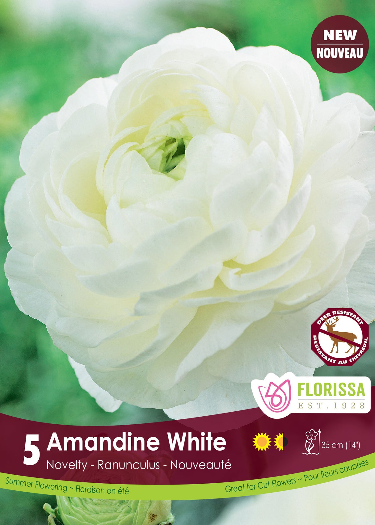 Ranunculus - Amandine White Fall Retail