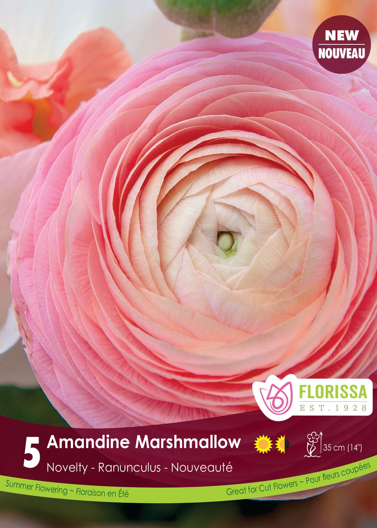 Ranunculus - Amandine Marshmallow Spring Retail
