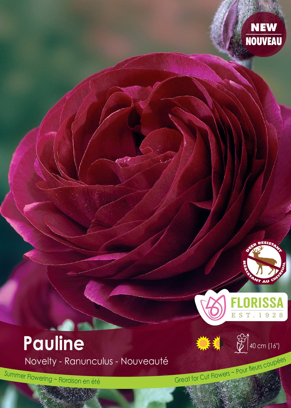 Ranunculus - Amandine Pauline Fall Bulk