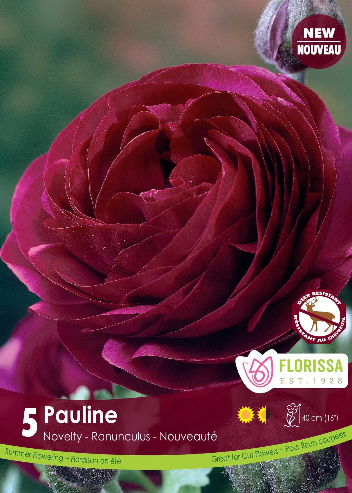 Ranunculus - Amandine Pauline Fall Retail
