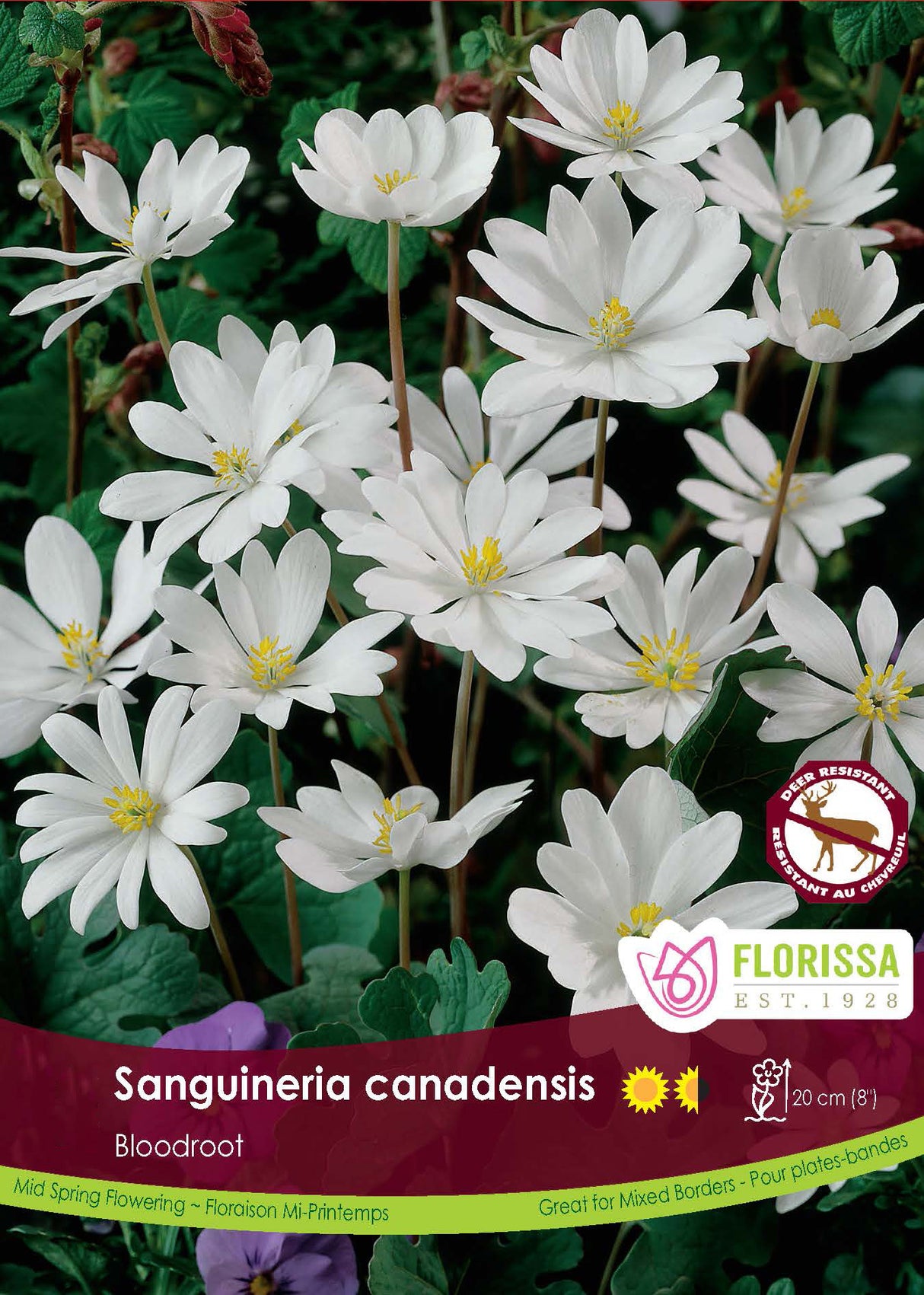 Sanguinaria Canadensis