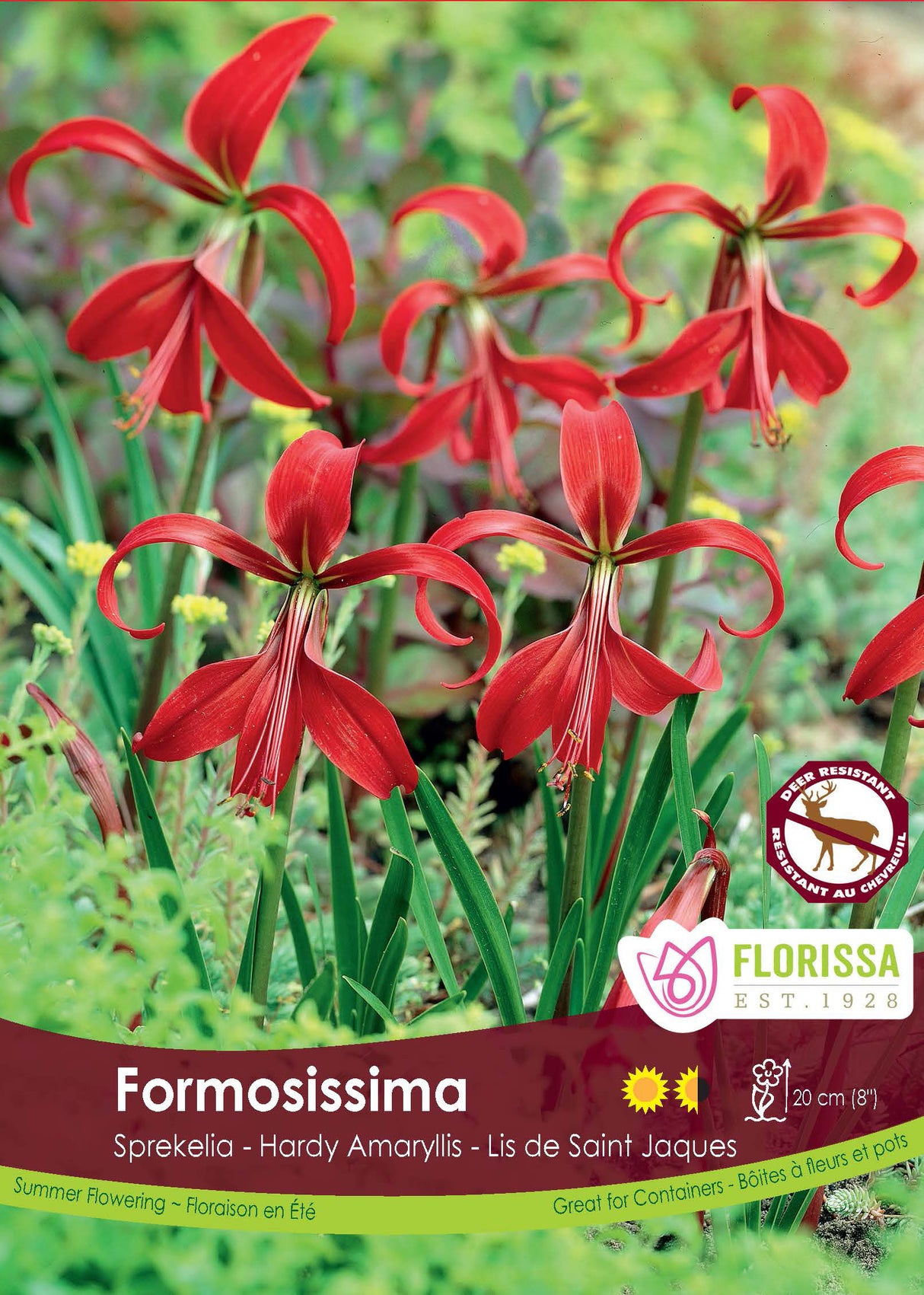 Sprekelia - Formosissima