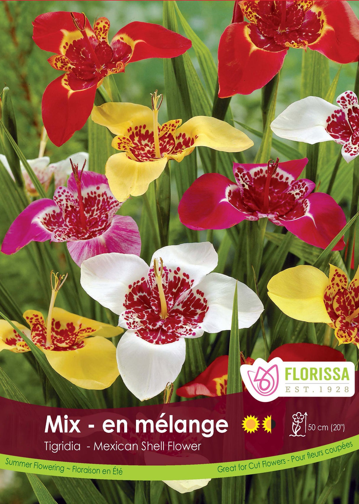 Tigridia Ferraria - Mixed