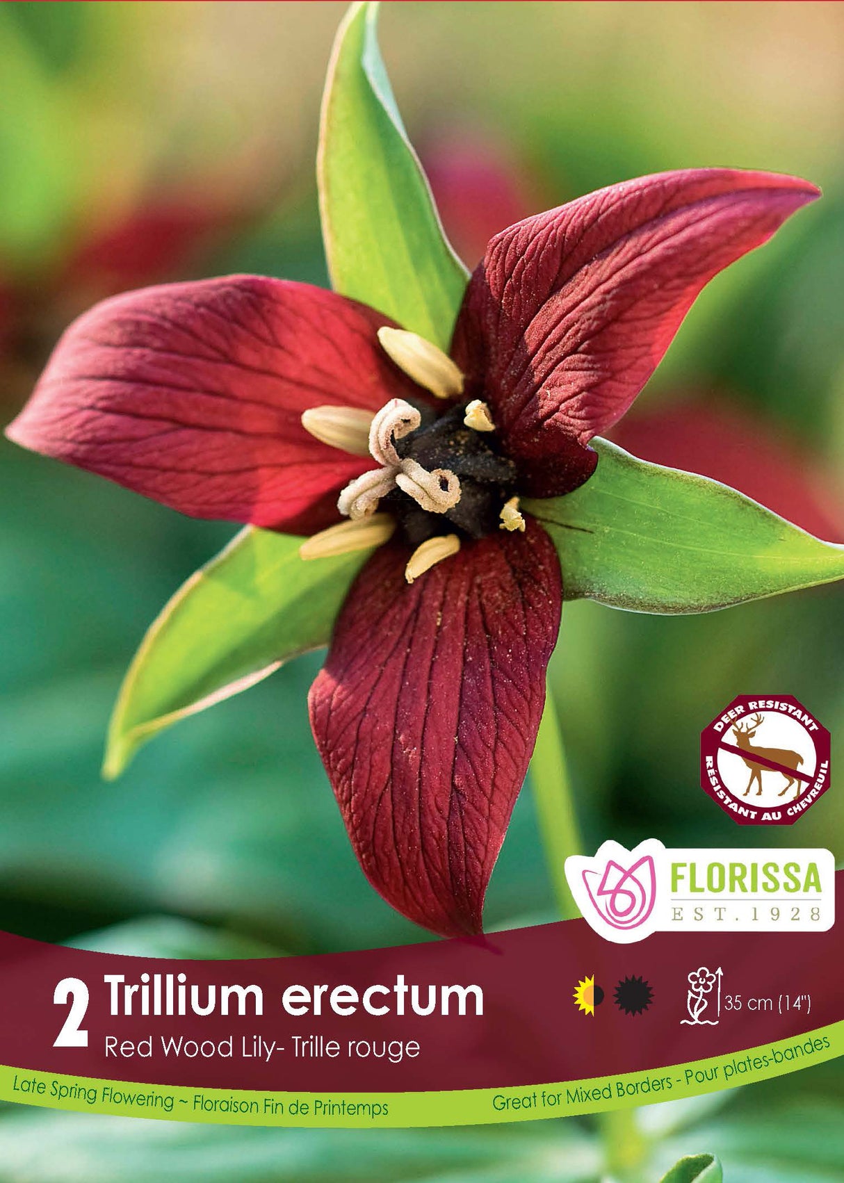 Trillium - Erectum