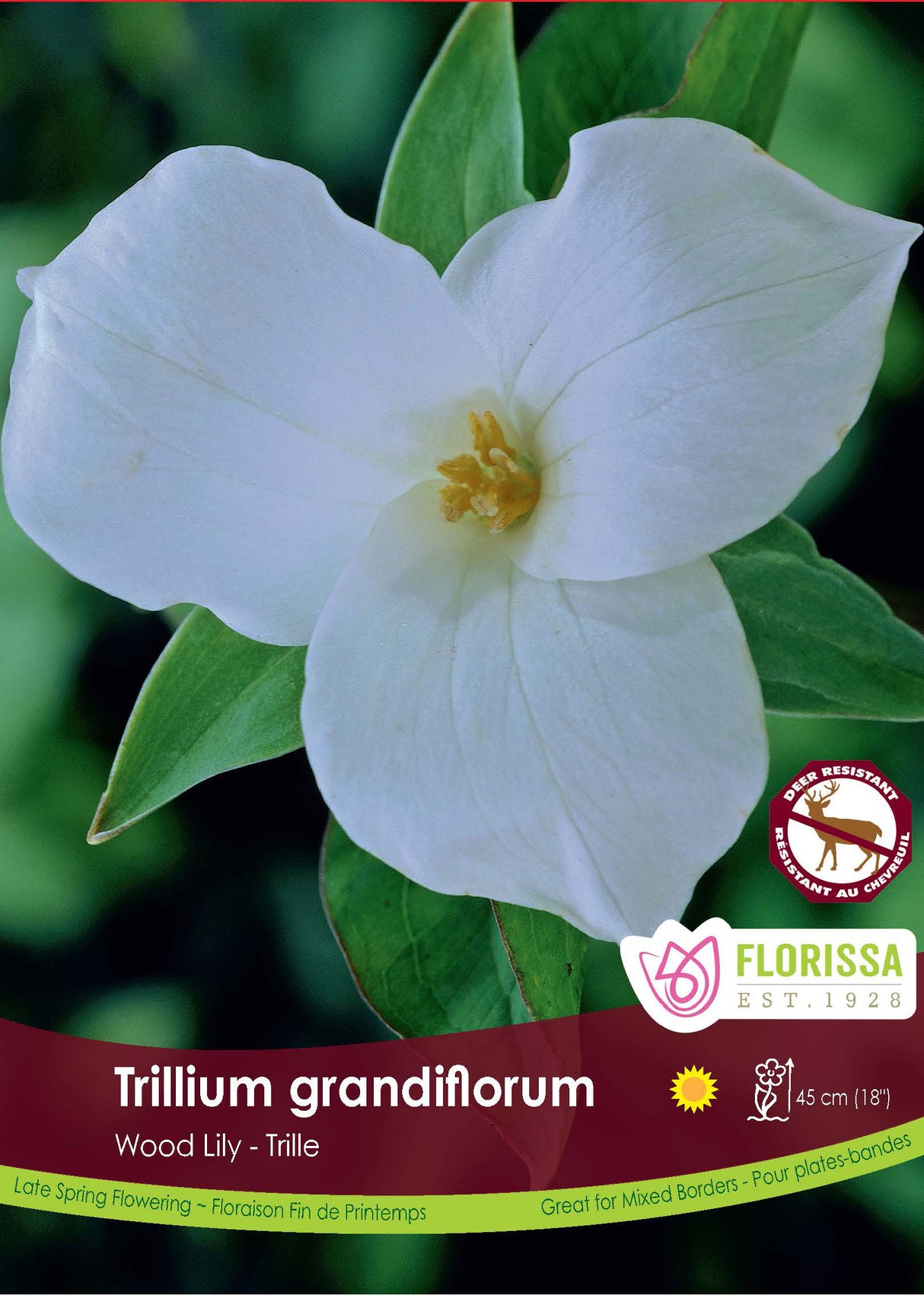 Trillium - Grandiflorum