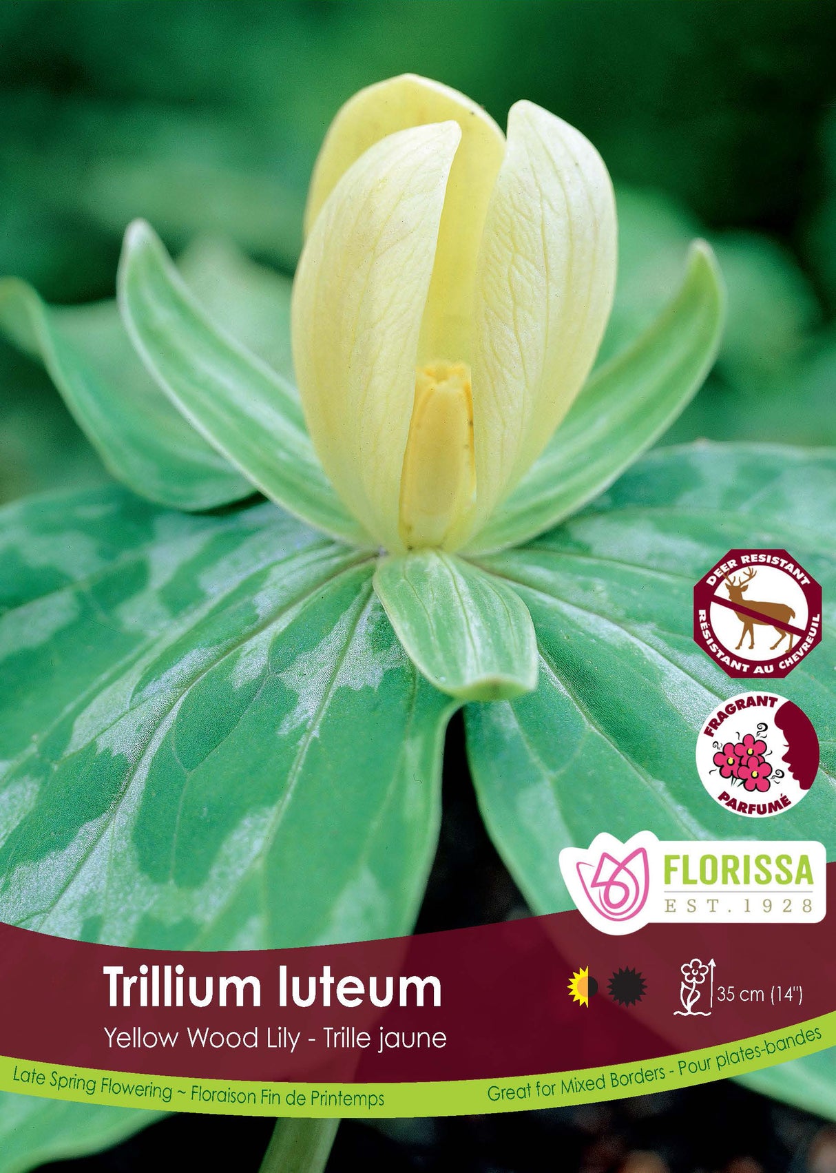 Trillium - Luteum