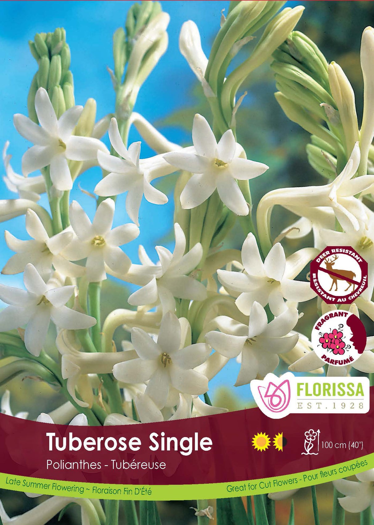 Tuberose - Single