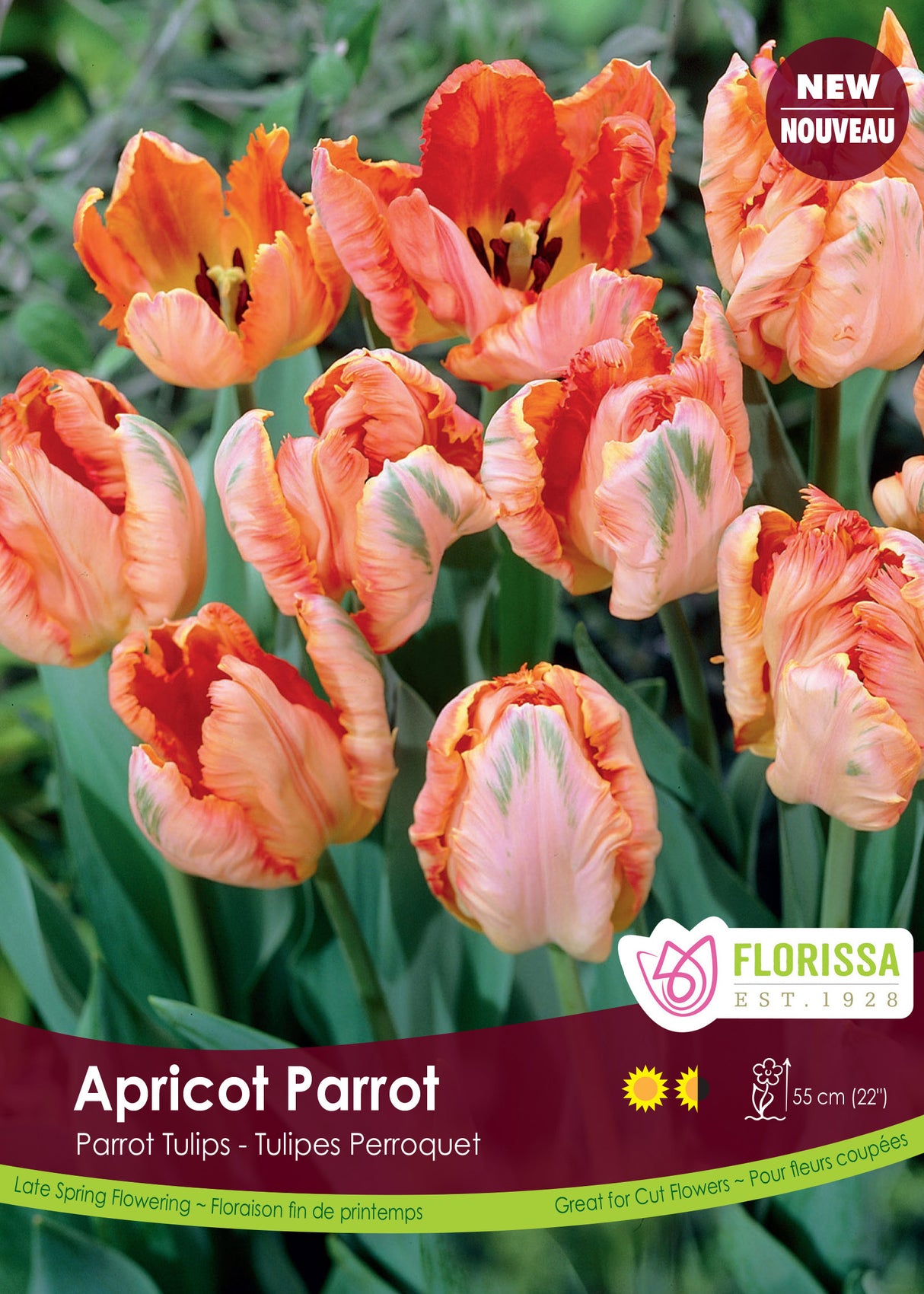 Tulip Parrot - Apricot Parrot Bulk