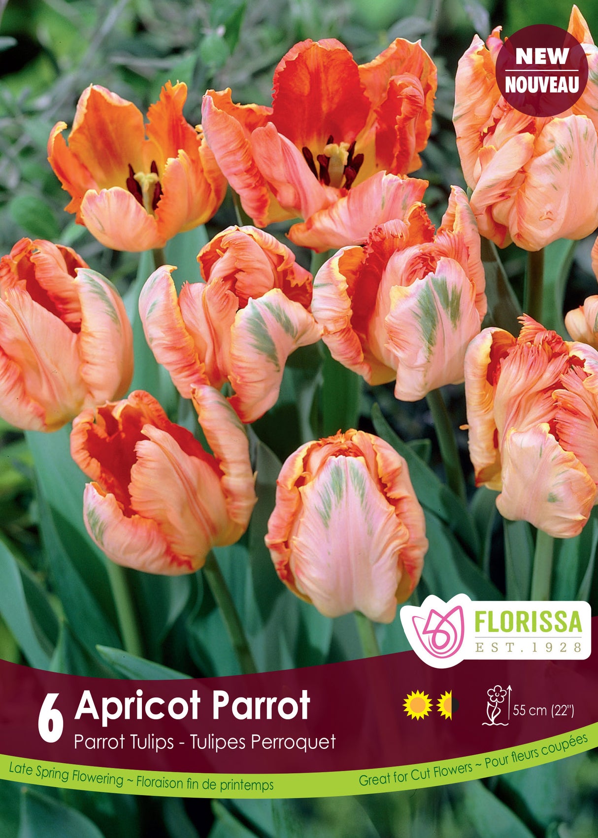 Tulip Parrot - Apricot Parrot Retail