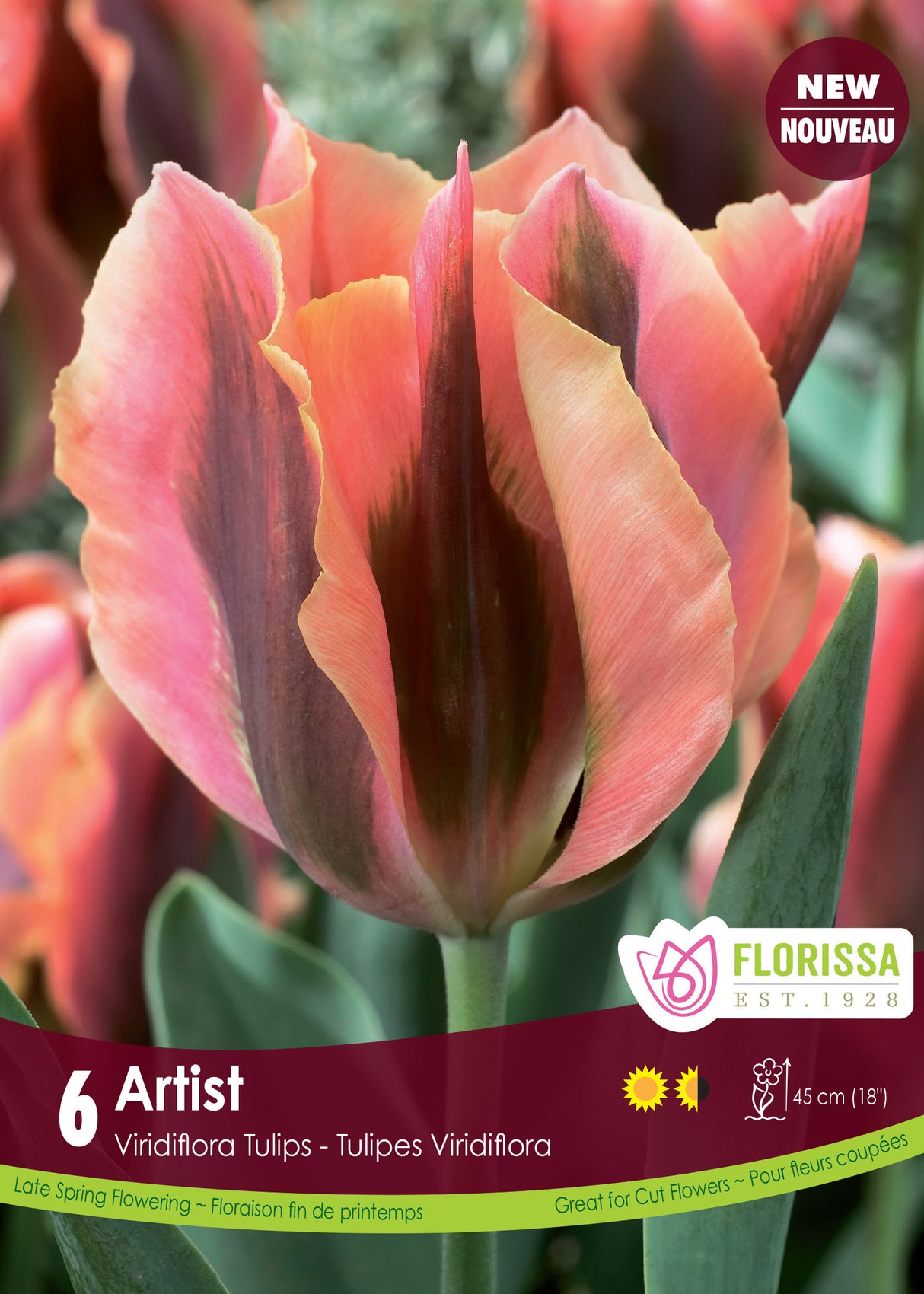 Tulip Green (Viridiflora) - Artist Retail