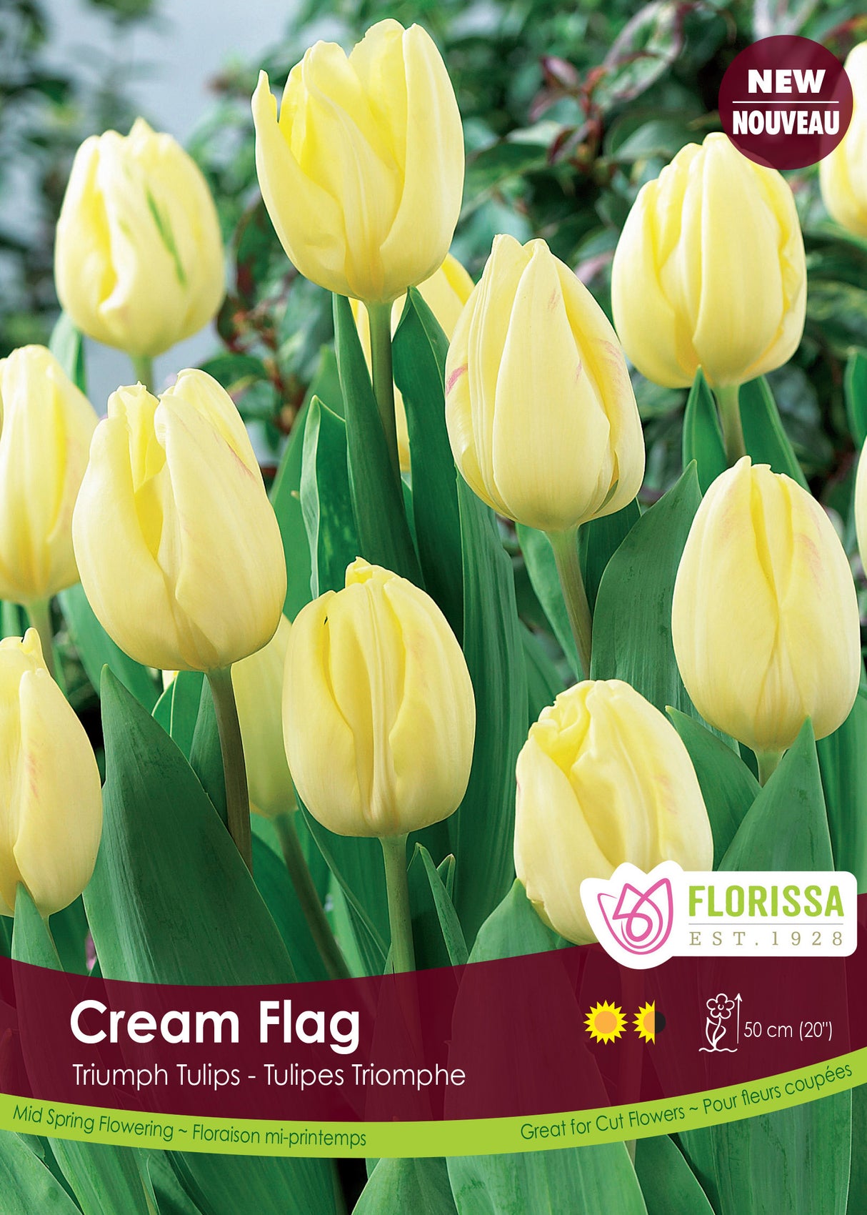 Tulip Triumph - Cream Flag Bulk