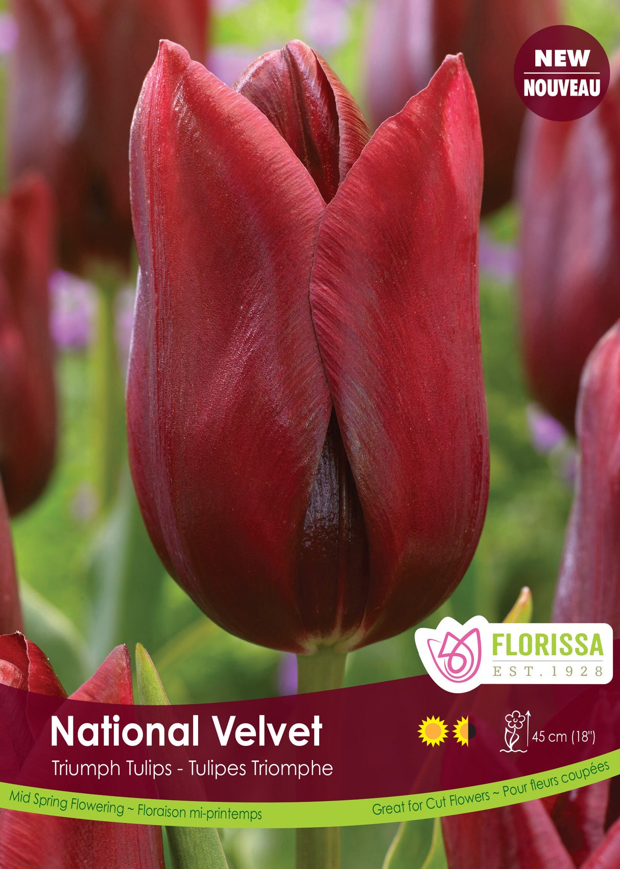 Tulip Triumph - National Velvet Bulk
