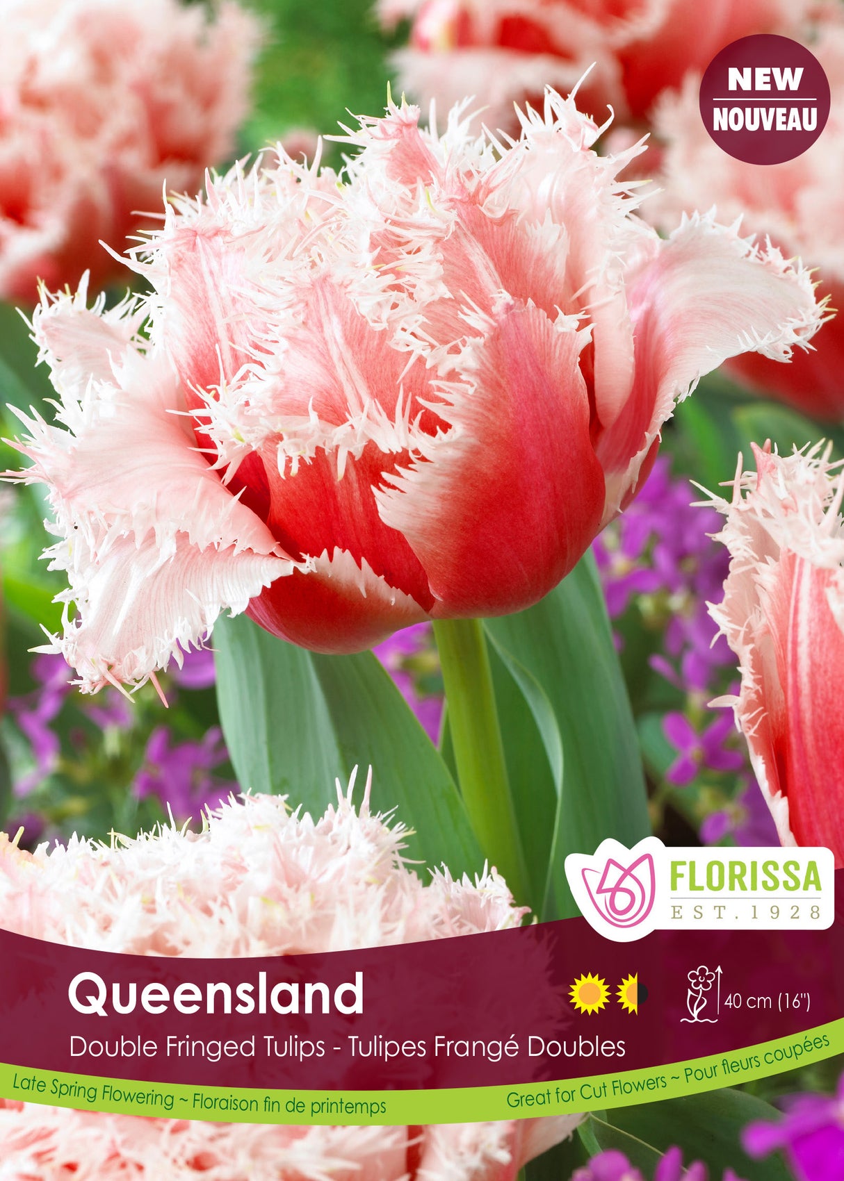 Tulip Double Fringed - Queensland Bulk