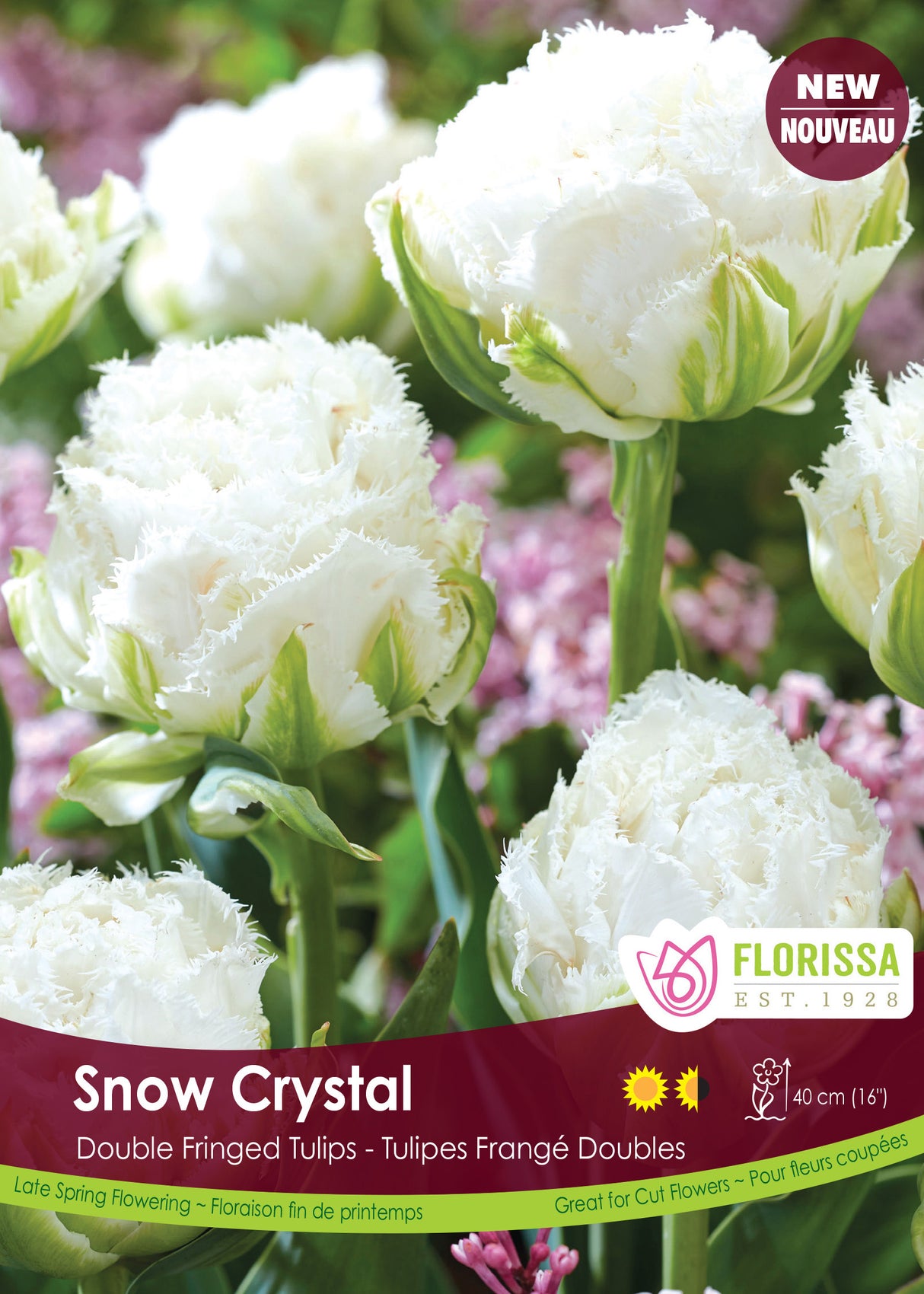 Tulip Double Fringed - Snow Crystal Bulk