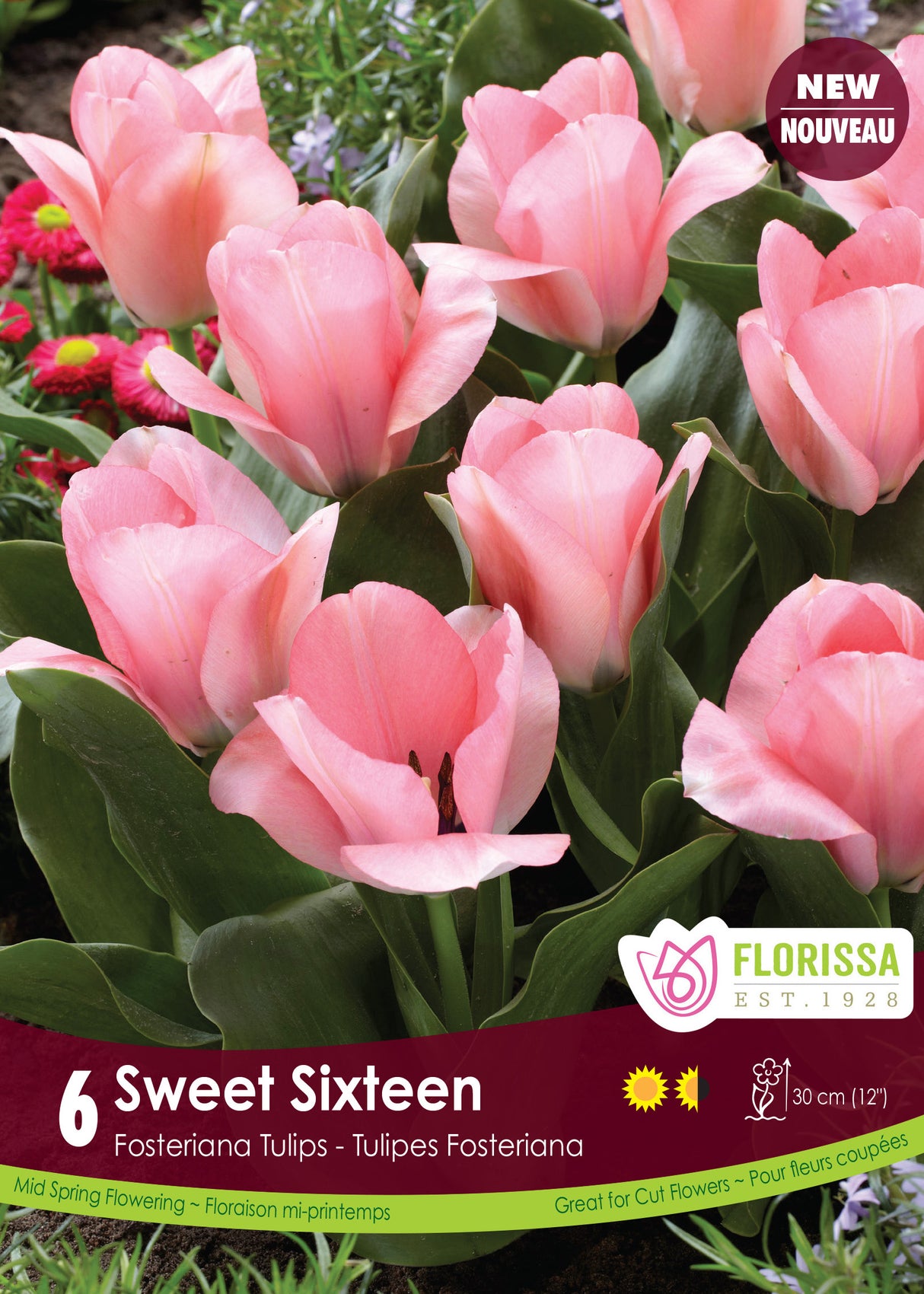 Tulip Fosteriana - Sweet Sixteen Retail