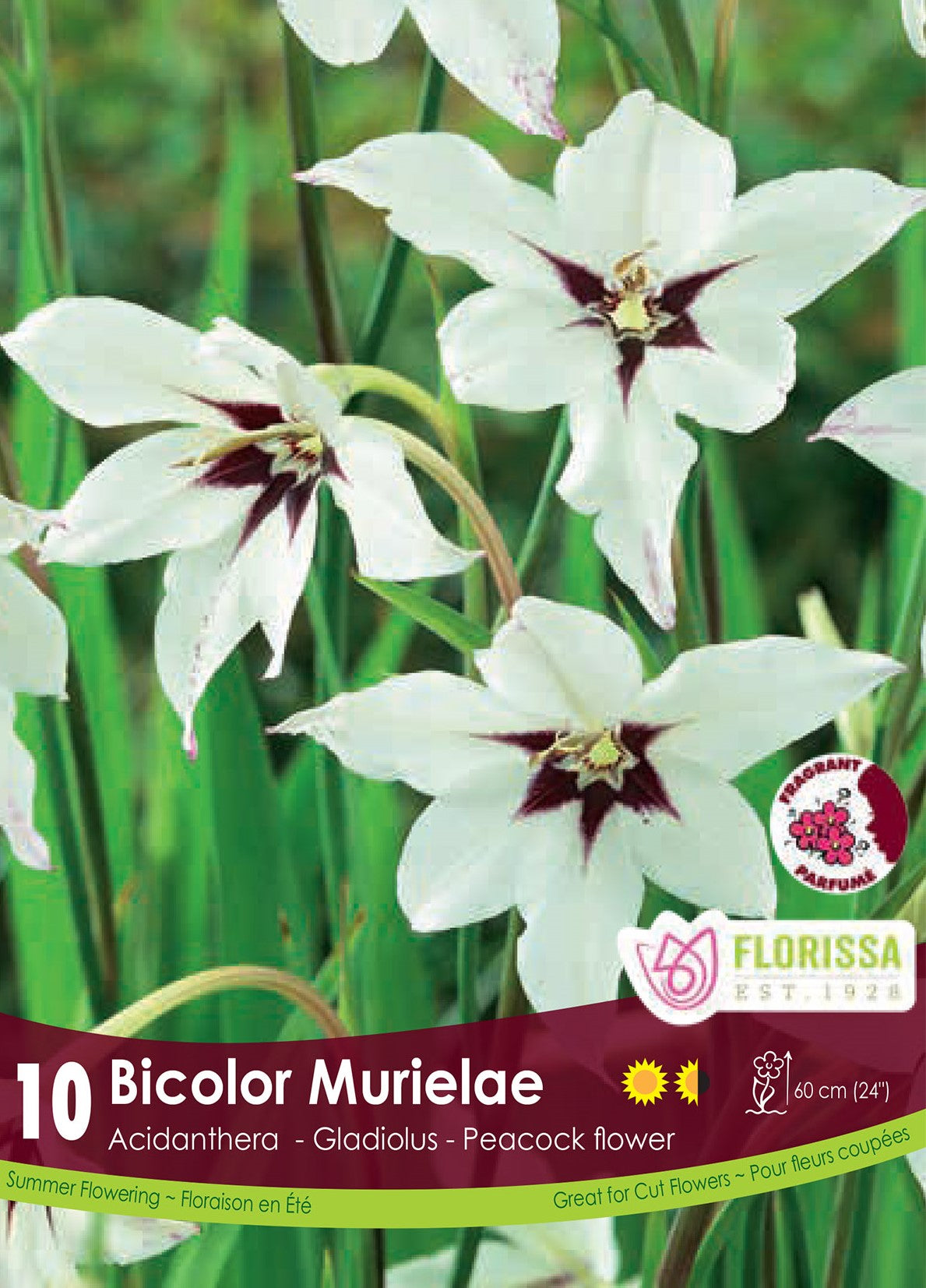 Acidanthera - Bicolor Murielae Retail