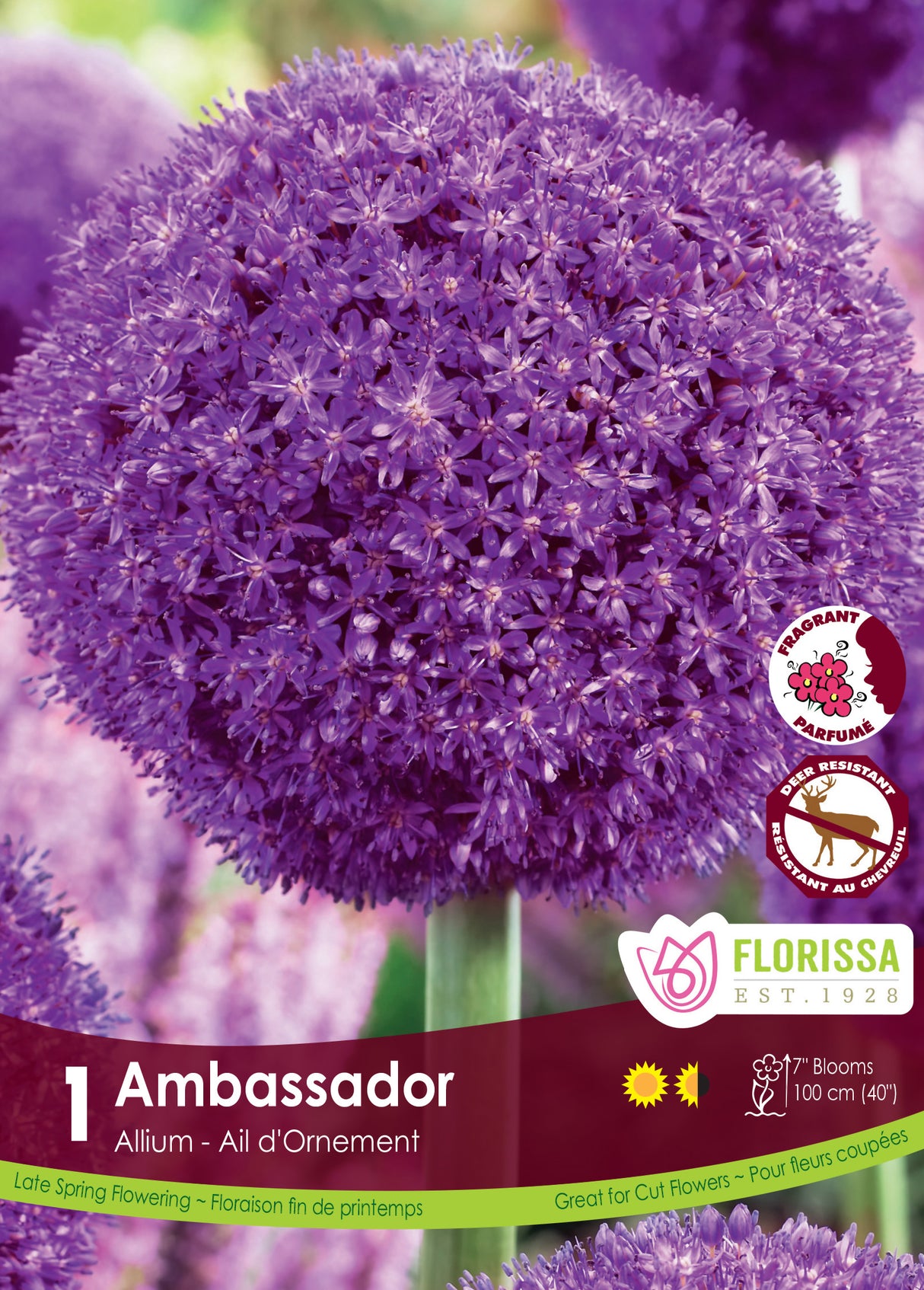 Allium - Ambassador Retail
