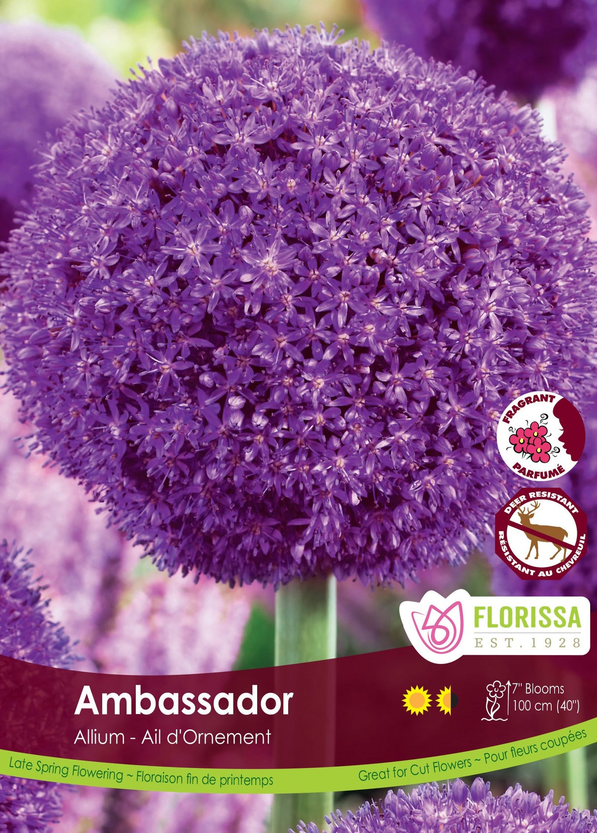 Allium - Ambassador Bulk