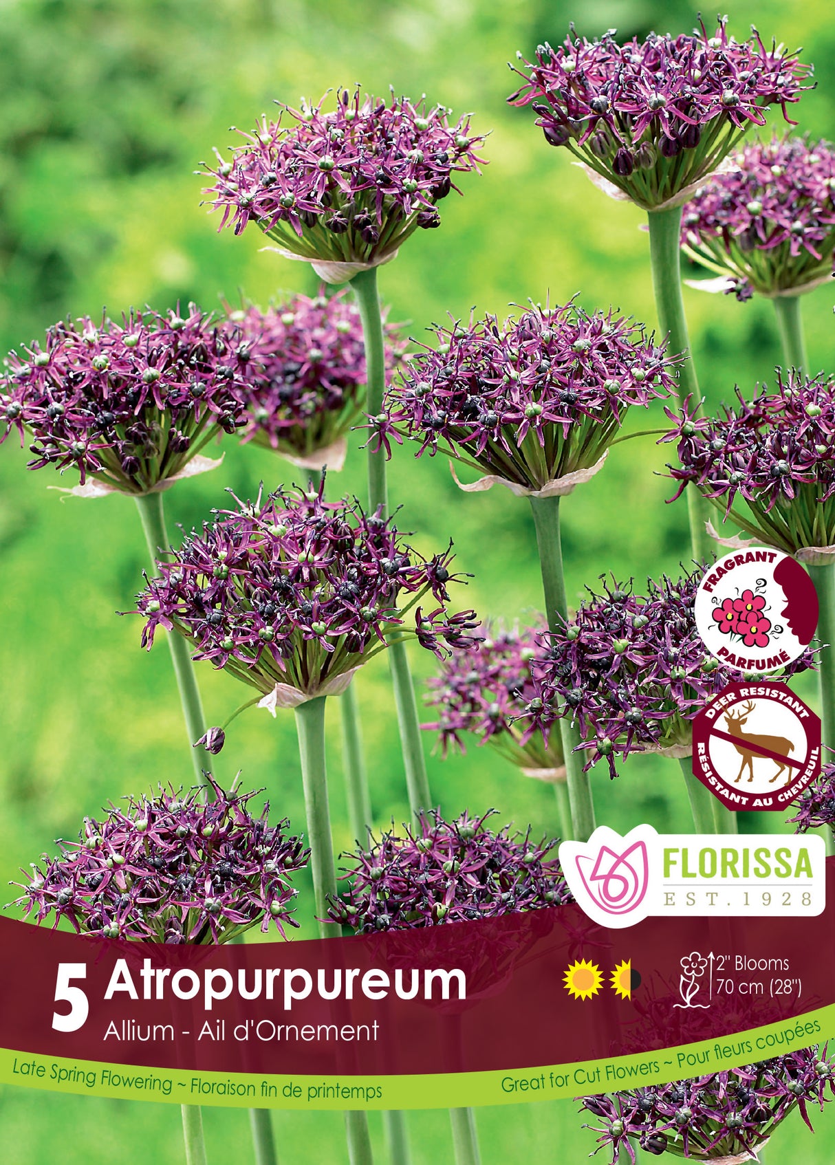 Allium - Atropurpureum Retail