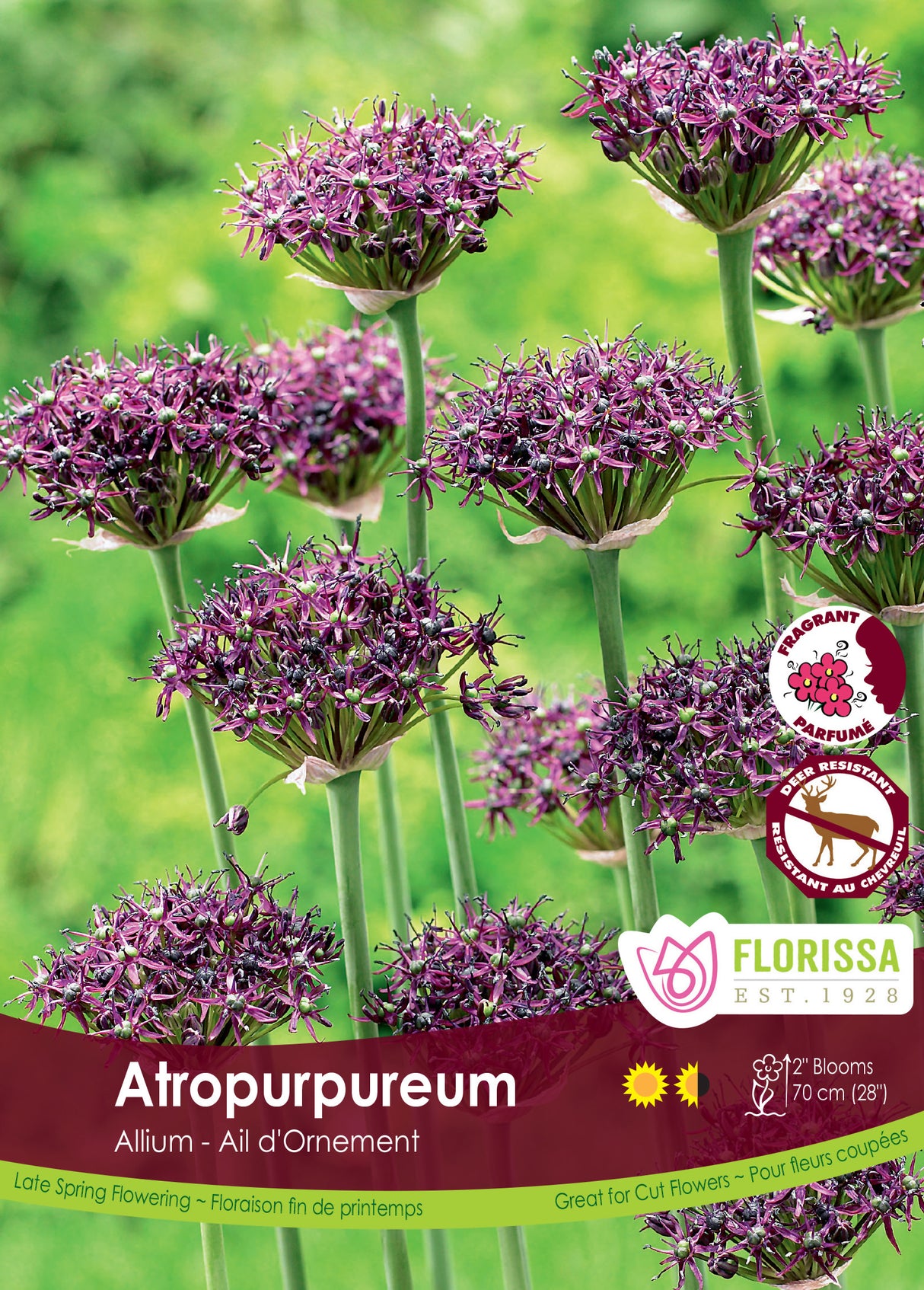 Allium - Atropurpureum Bulk