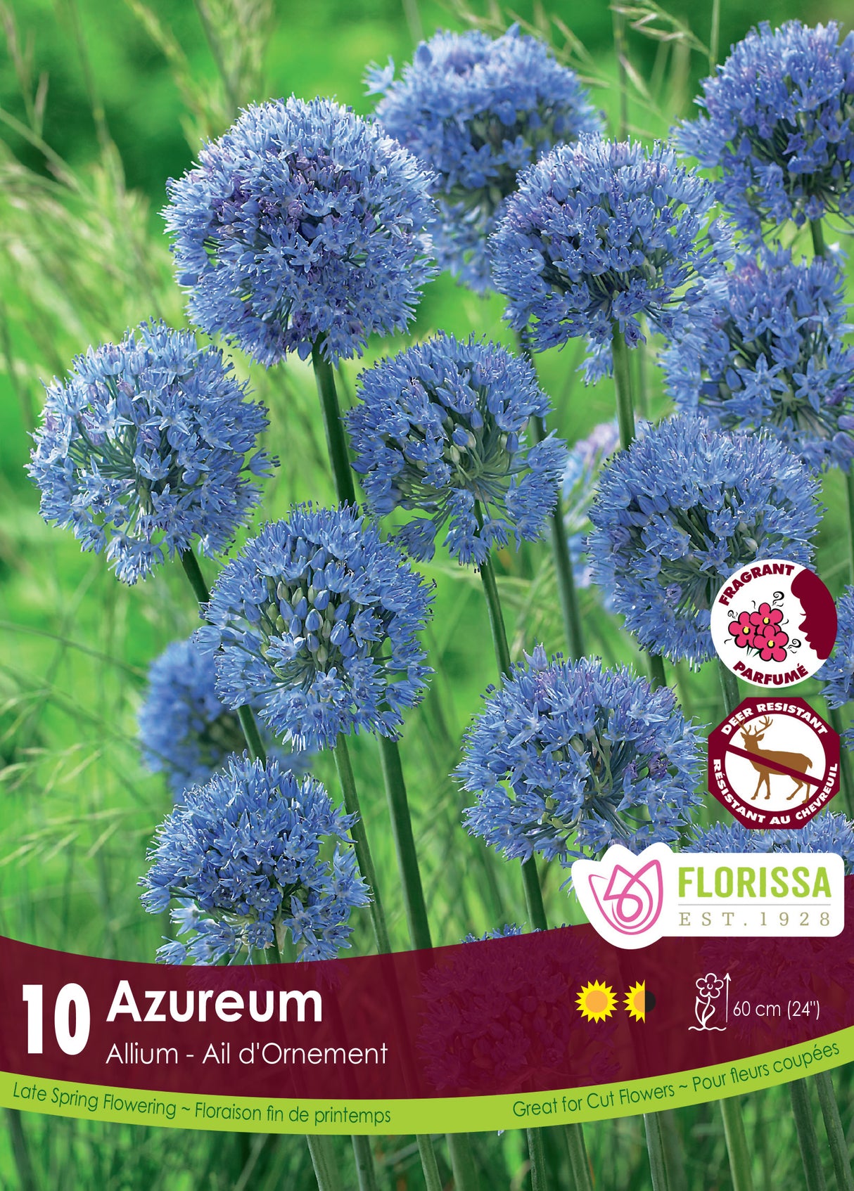 Allium - Azureum Retail