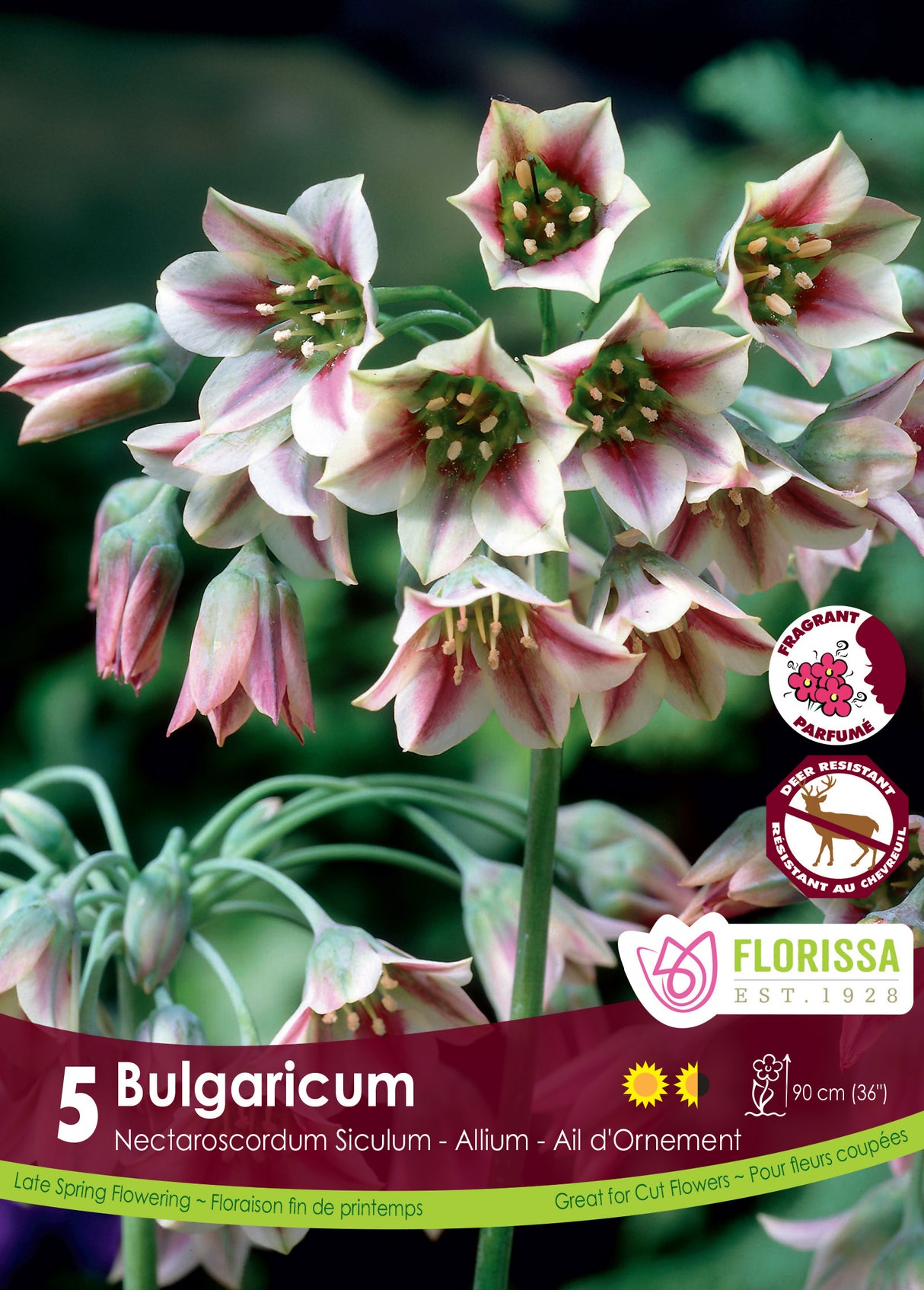Allium - Bulgaricum Retail