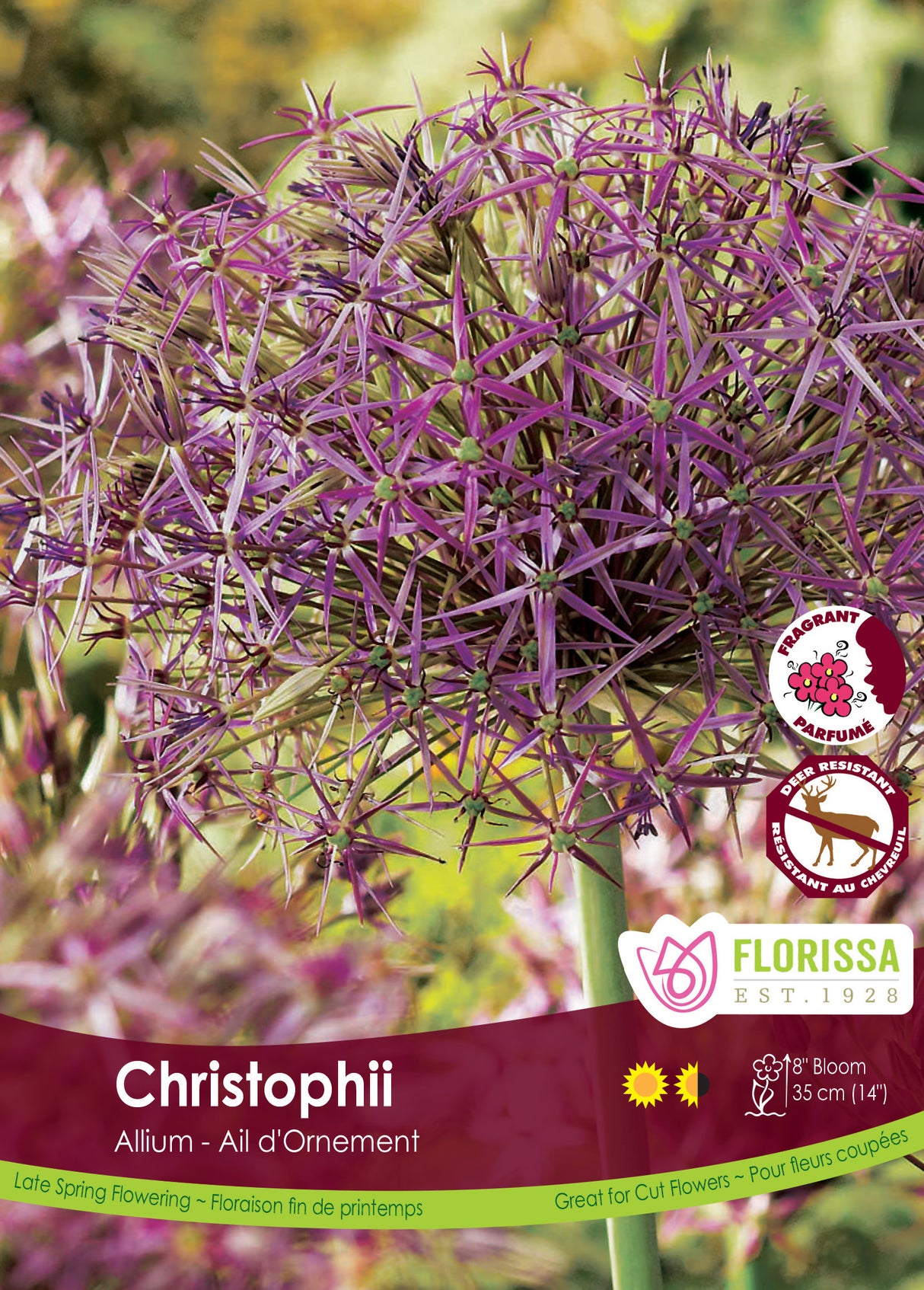 Allium - Christophii Bulk