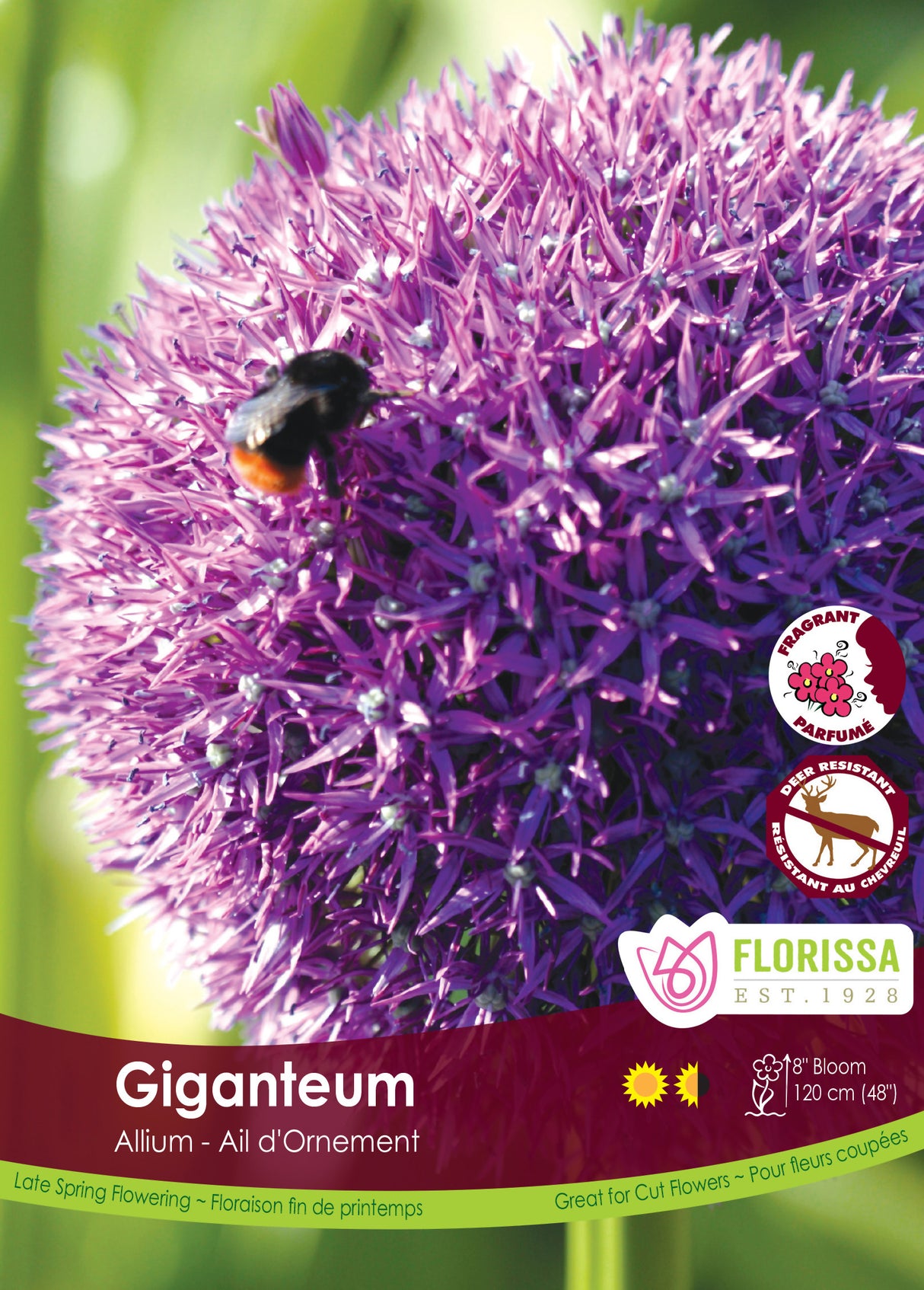 Allium - Giganteum Bulk
