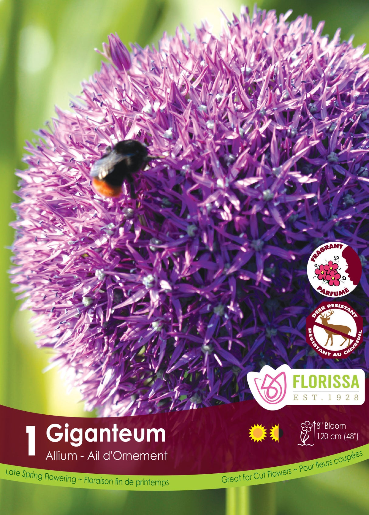 Allium - Giganteum Retail