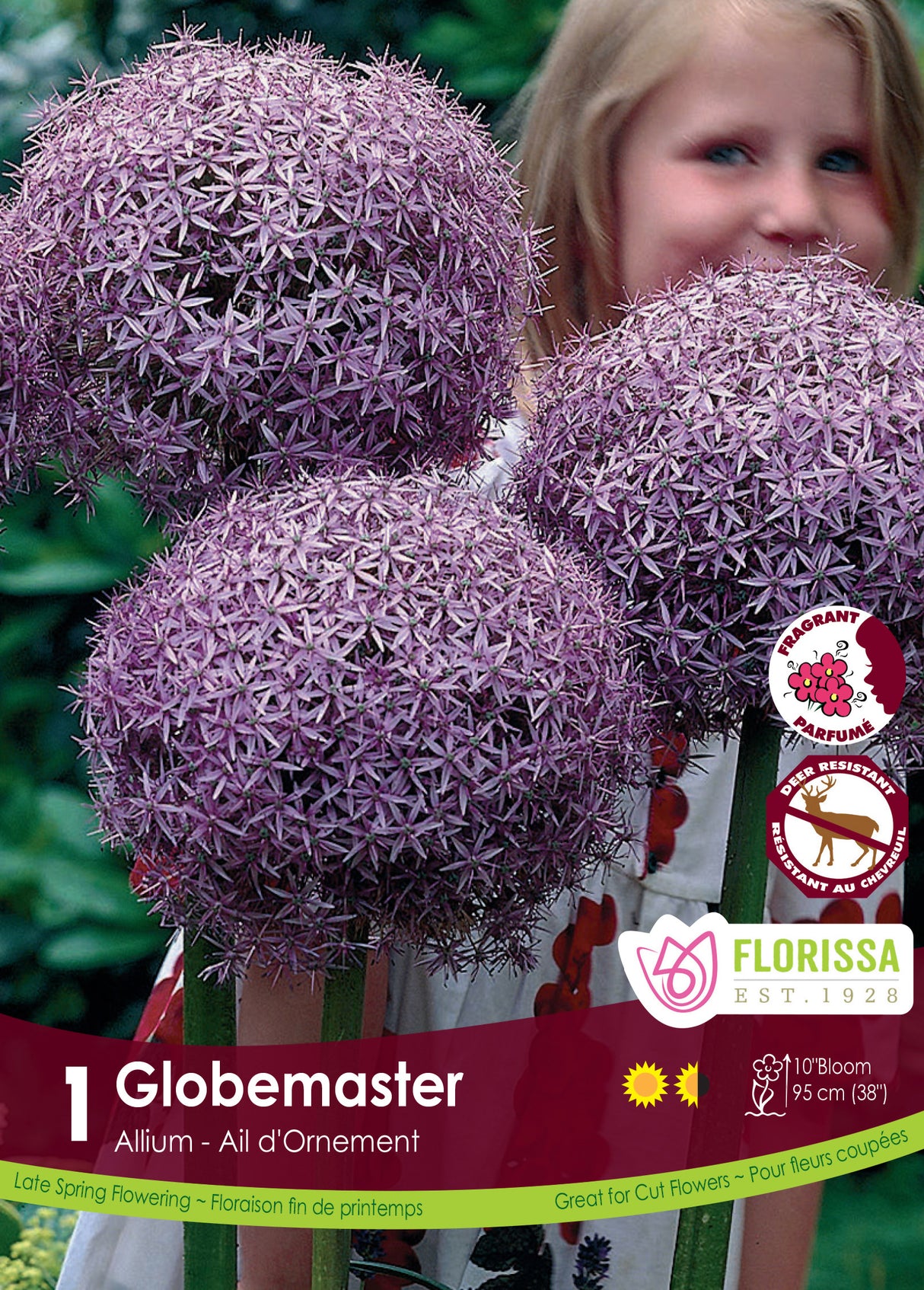 Allium - Globemaster Retail