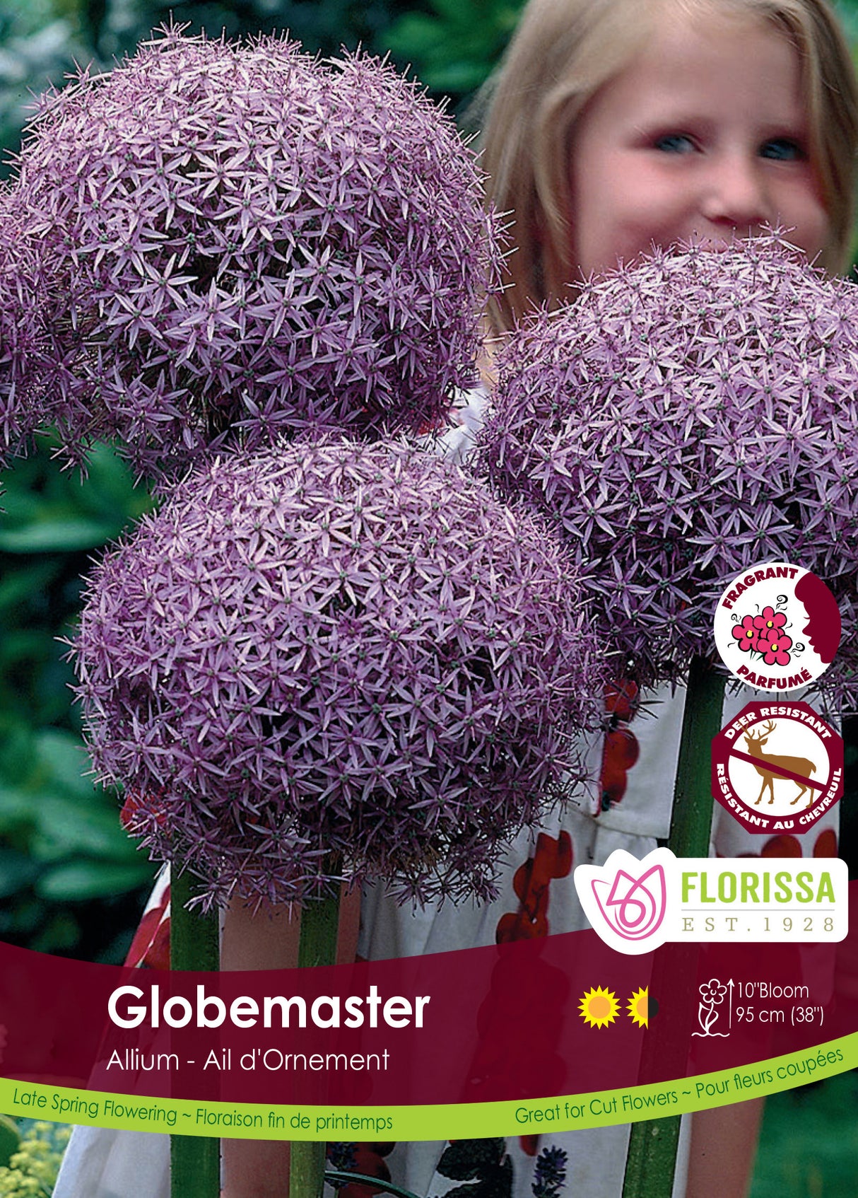 Allium - Globemaster Bulk