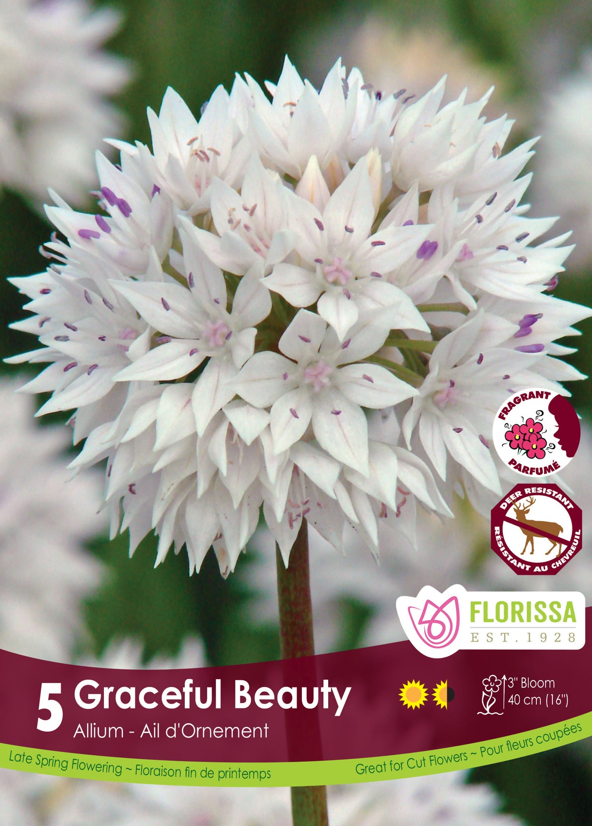 Allium - Graceful Beauty Retail