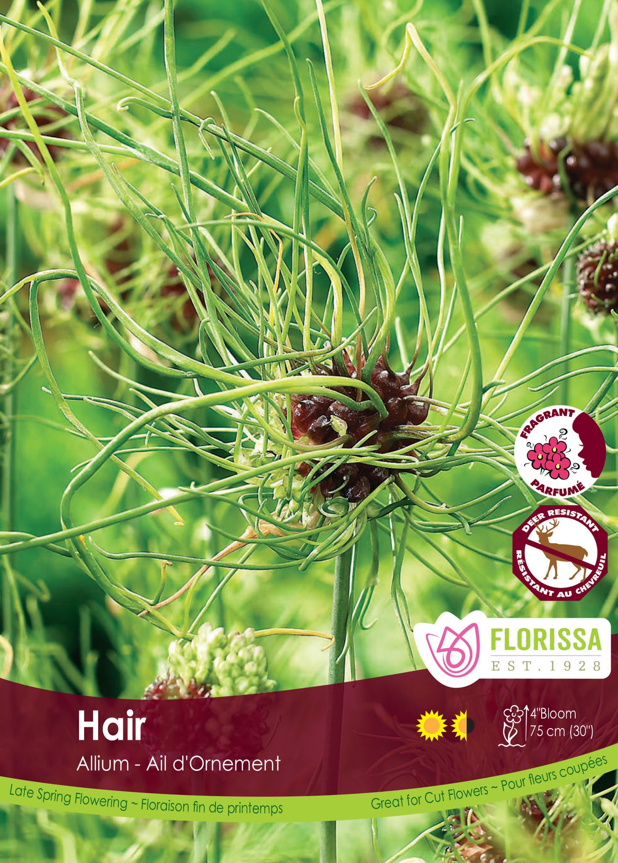 Allium - Hair Retail