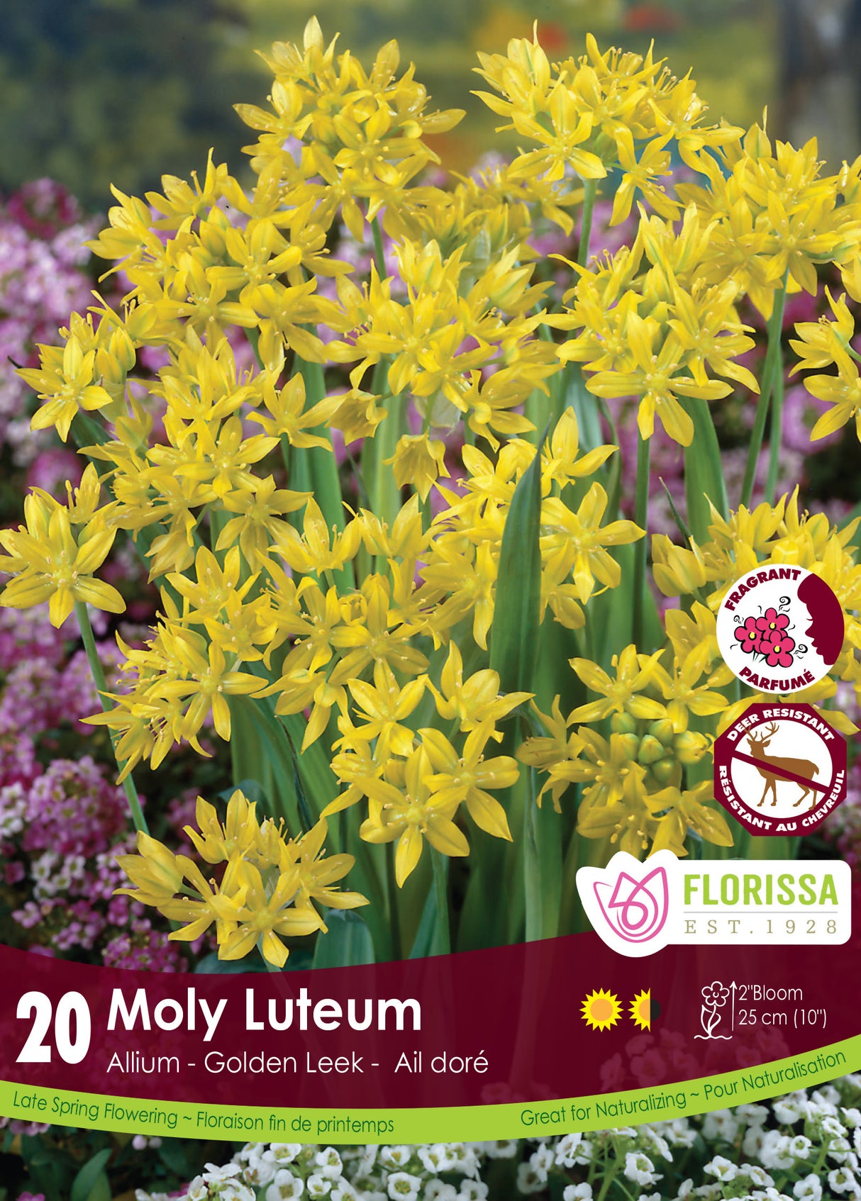 Allium - Moly Luteum Retail