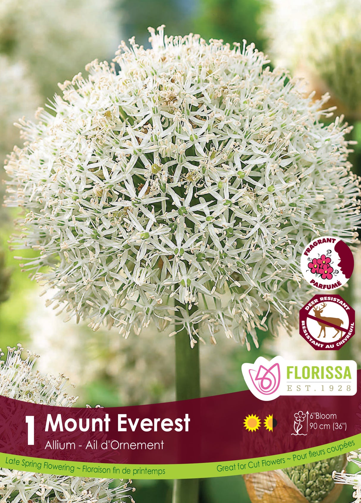 Allium - Mount Everest Retail