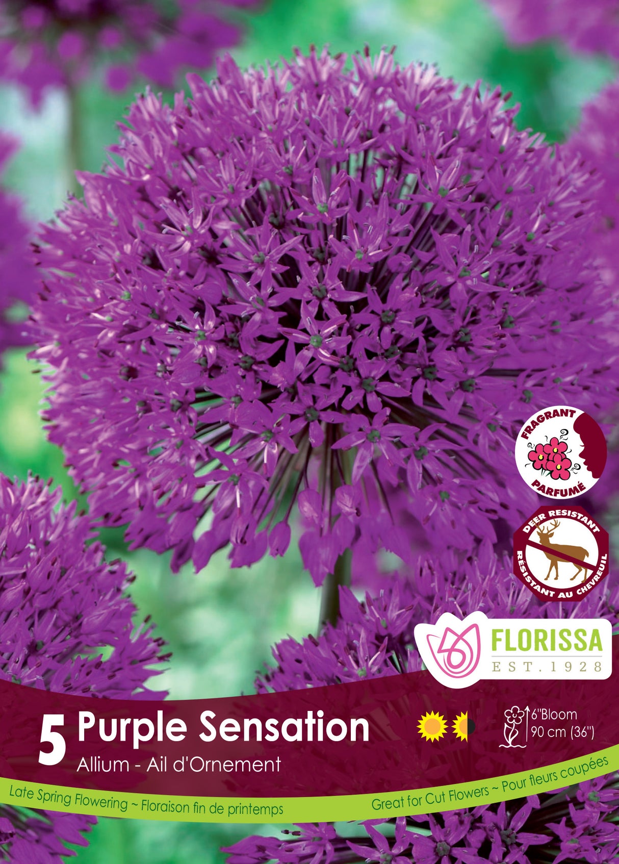 Allium - Purple Sensation Retail