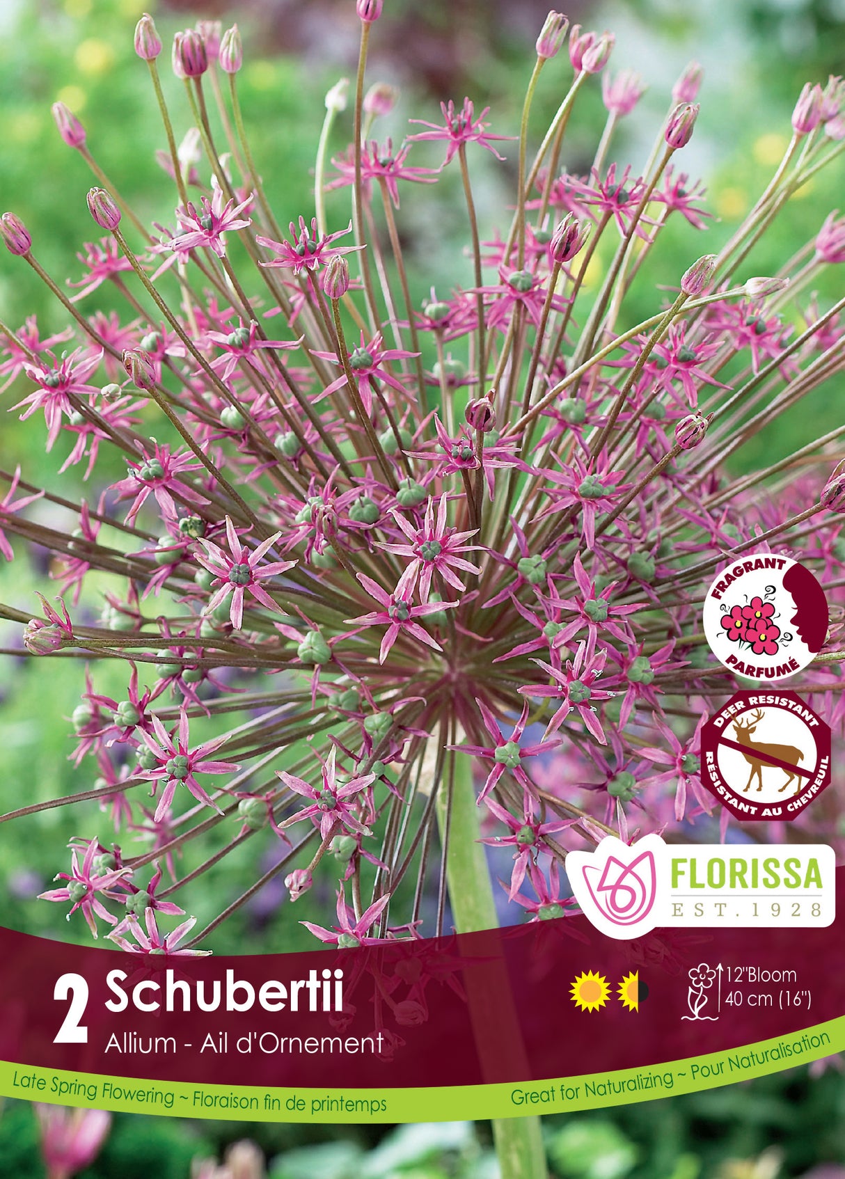 Allium - Schubertii Retail