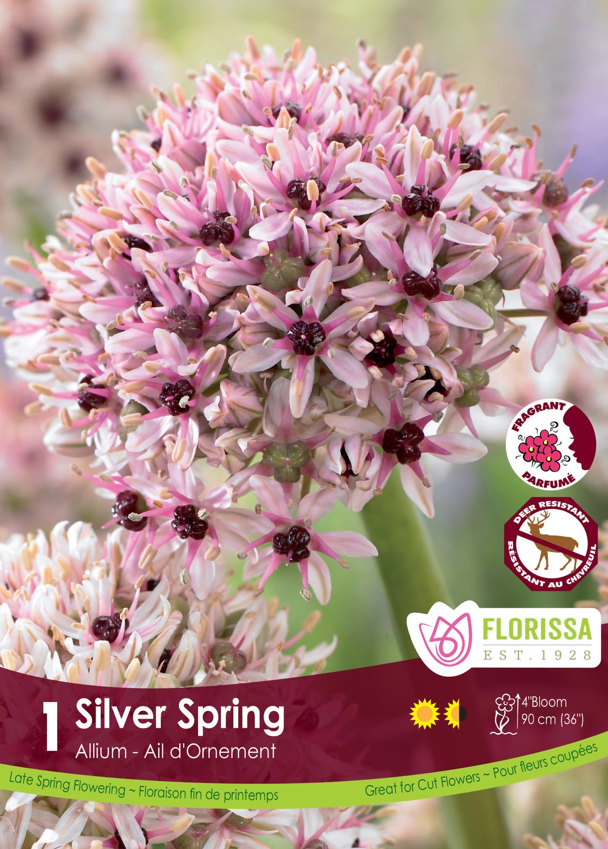 Allium - Silver Spring Retail