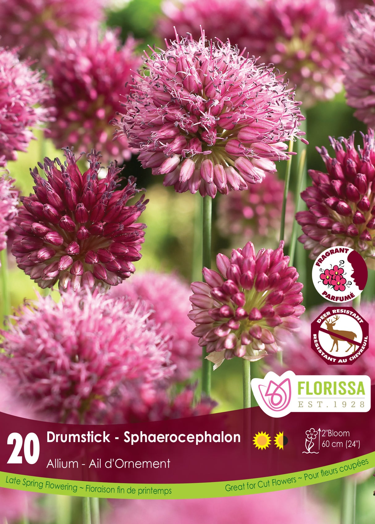 Allium - Sphaerocephalon Retail
