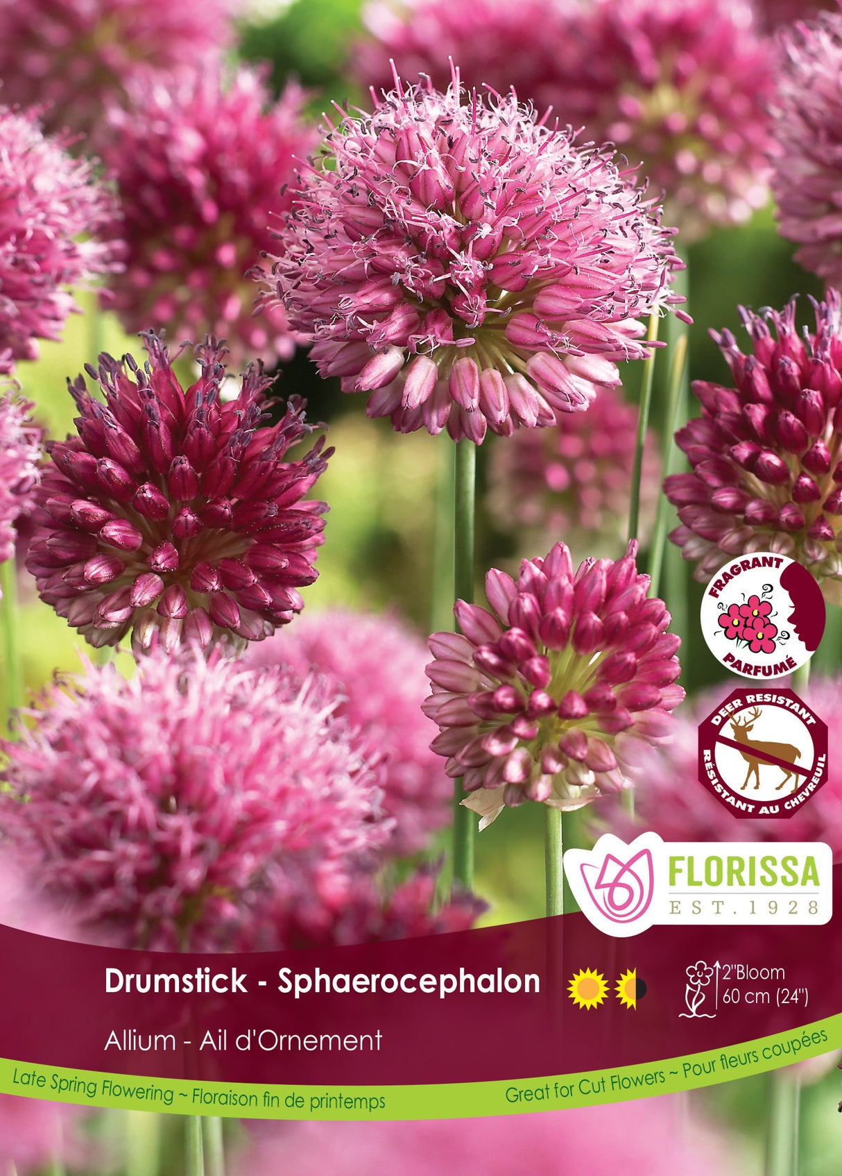 Allium - Sphaerocephalon Bulk