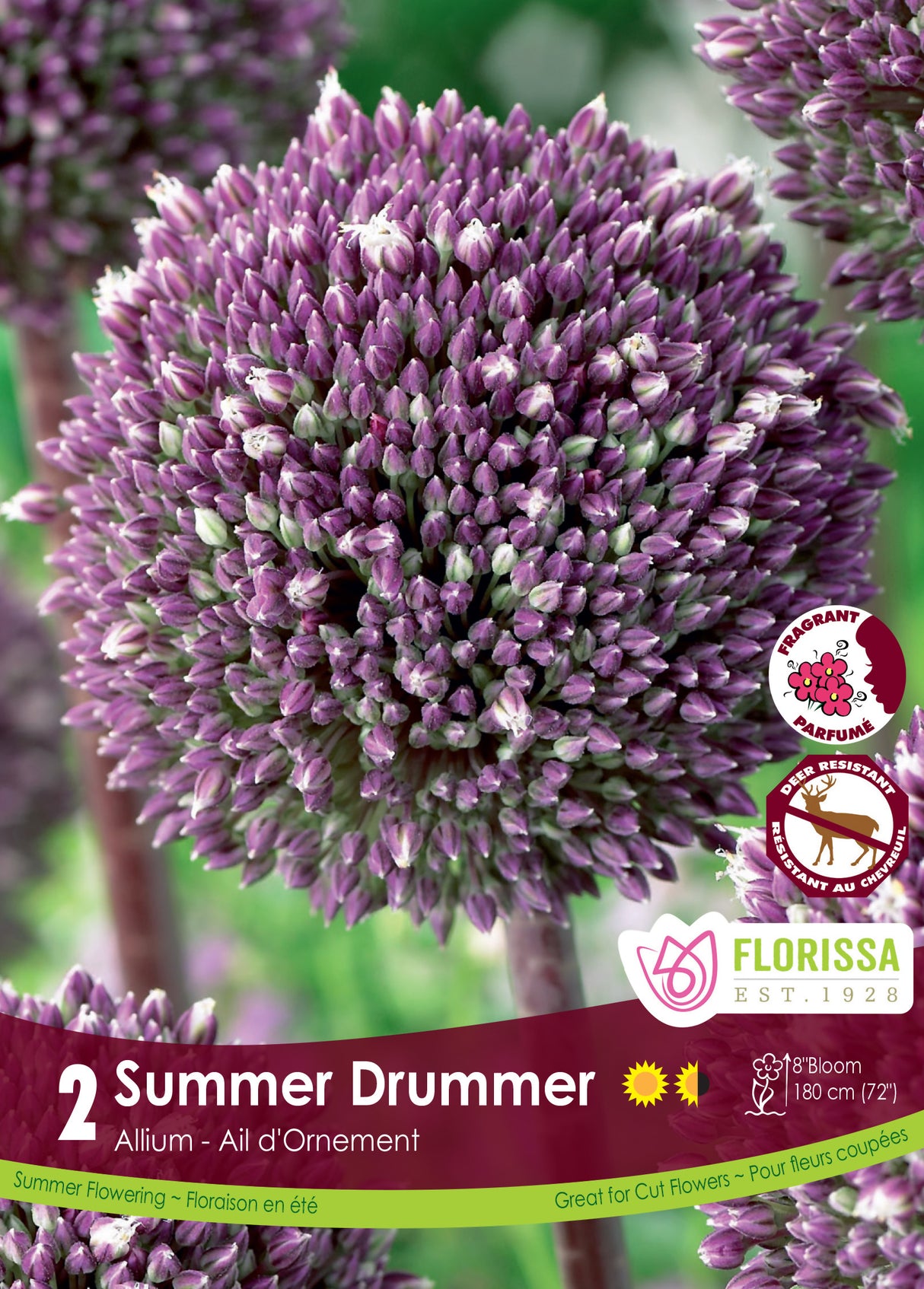 Allium - Summer Drummer Retail