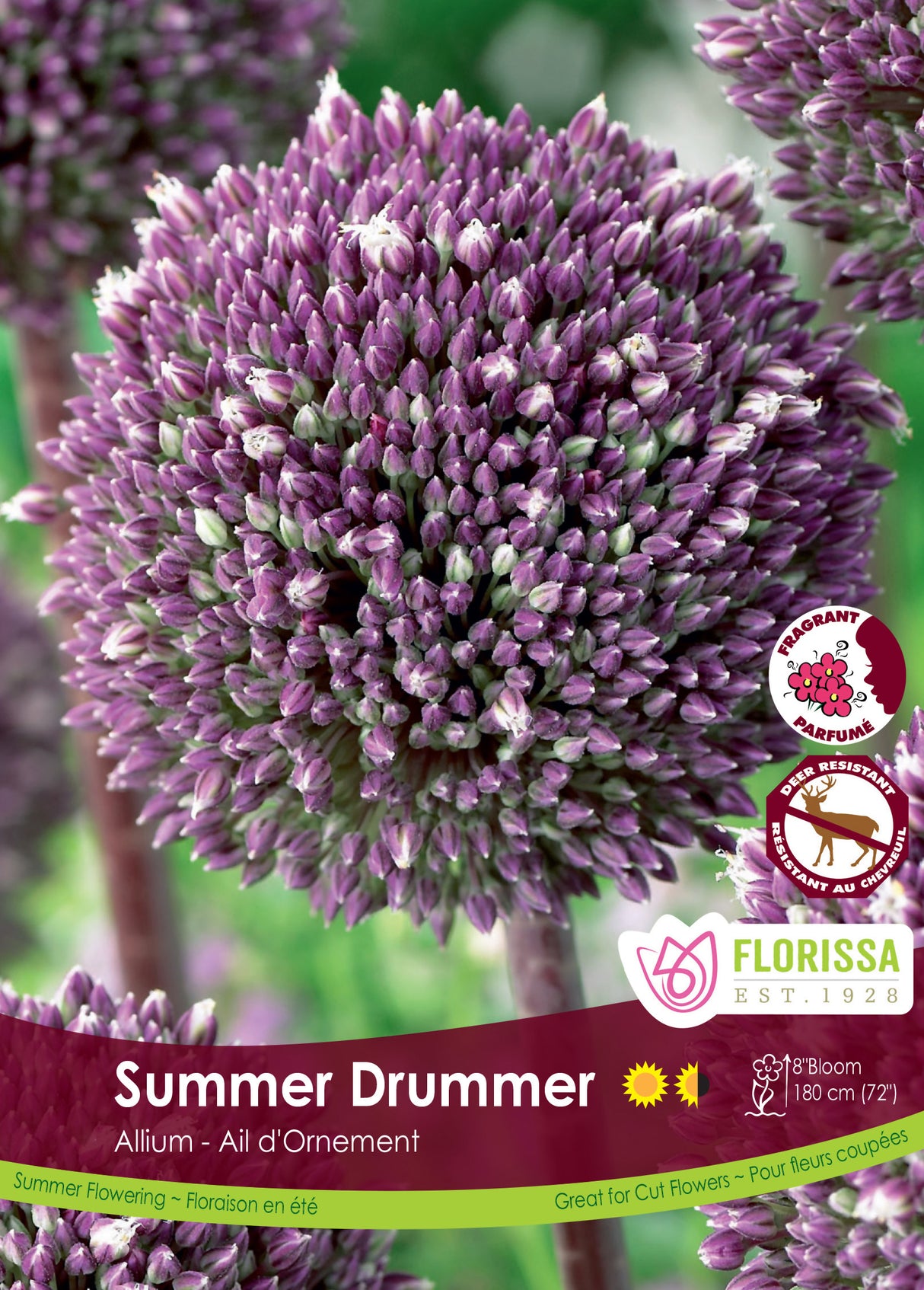 Allium - Summer Drummer Bulk