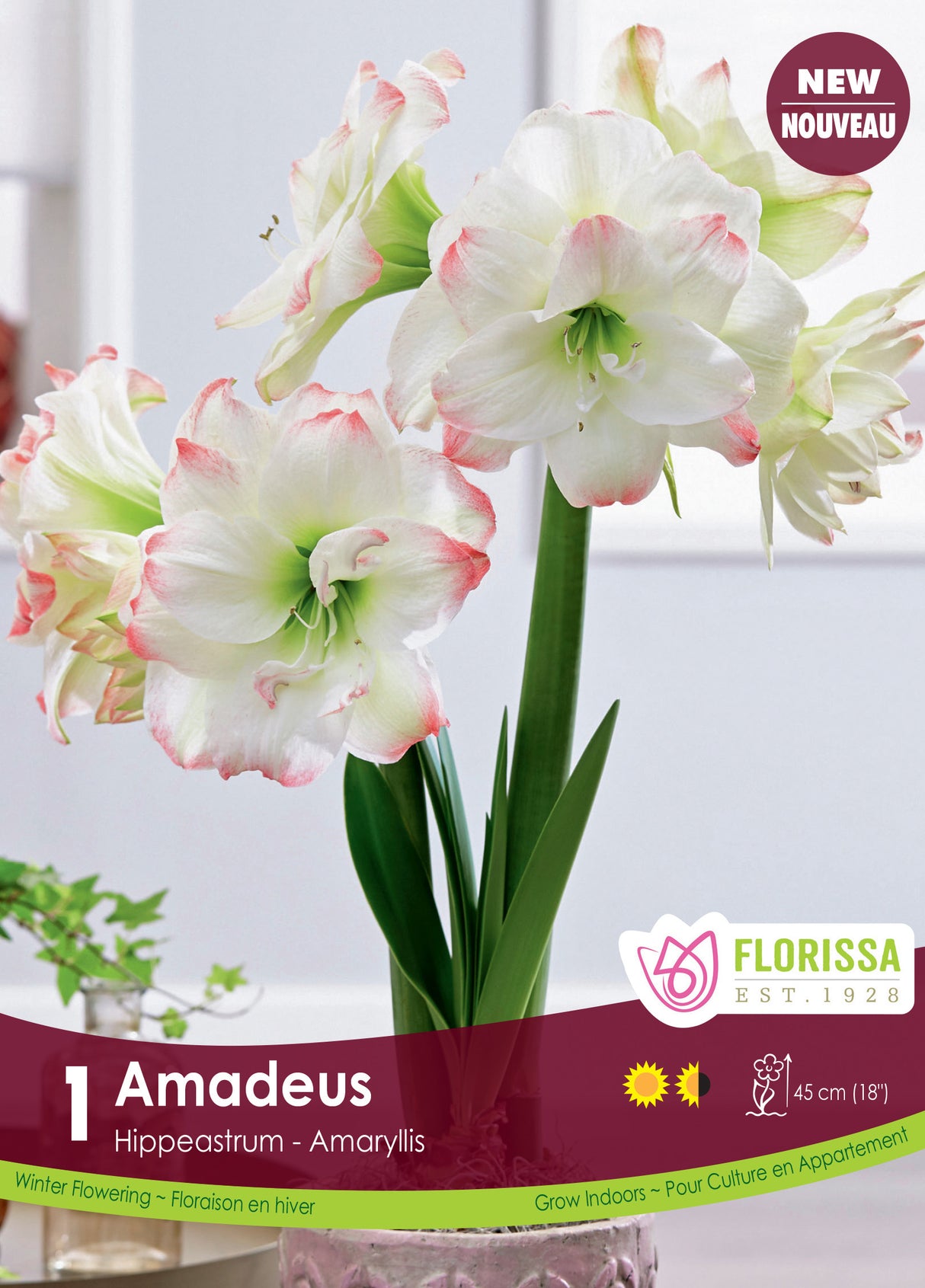 Amaryllis Double - Amadeus