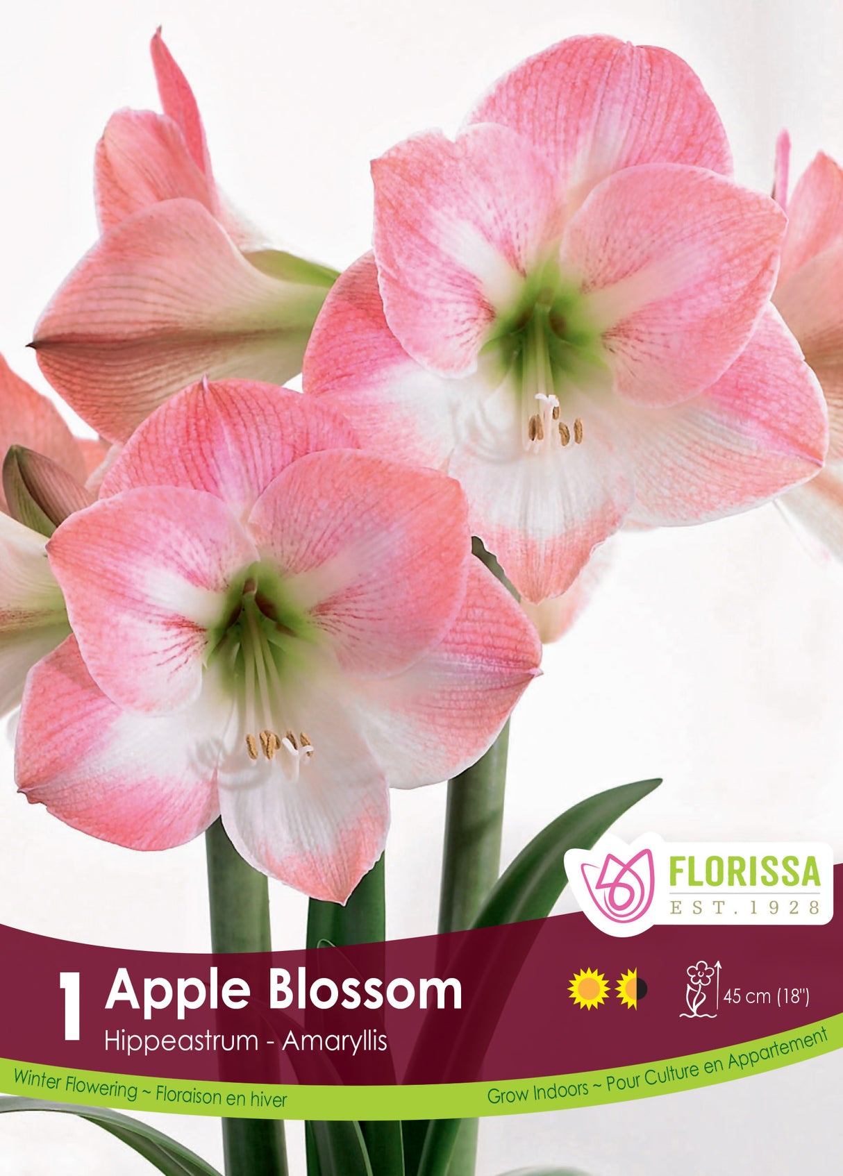 Amaryllis - Apple Blossom Size 26/28