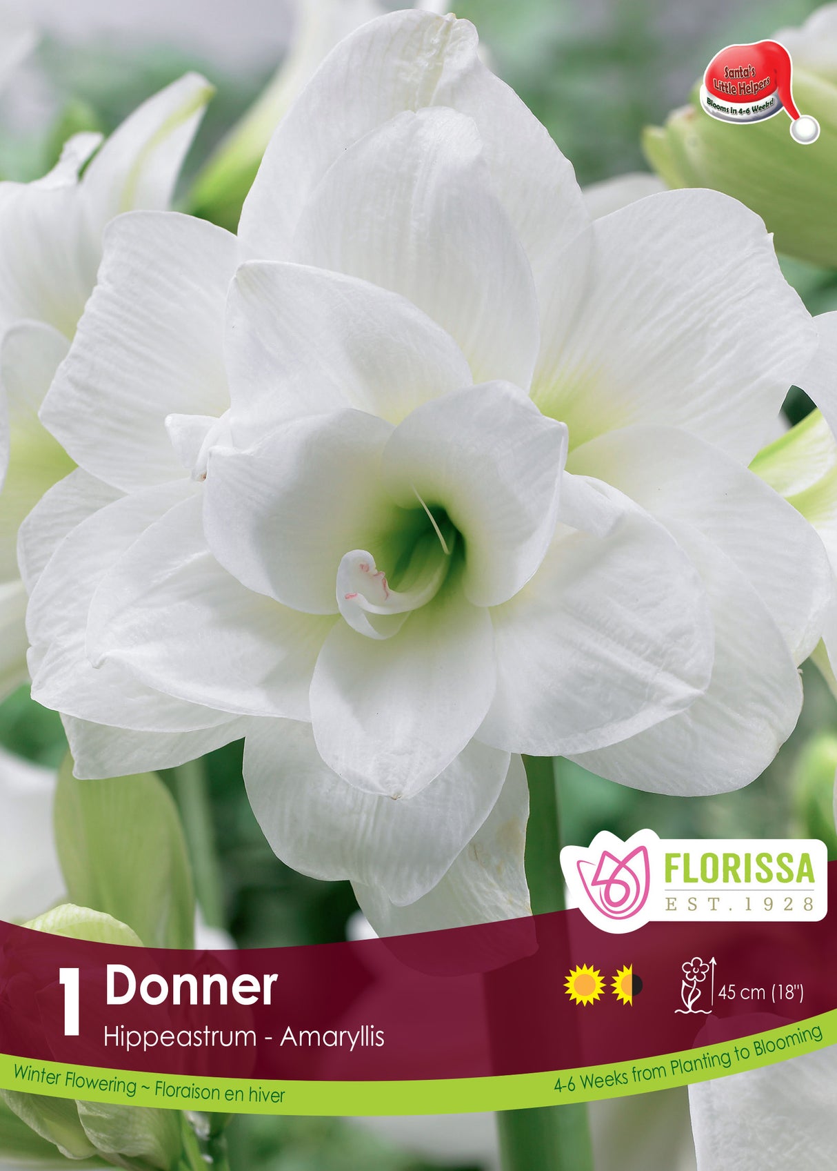 Amaryllis Christmas Blooming - Donner