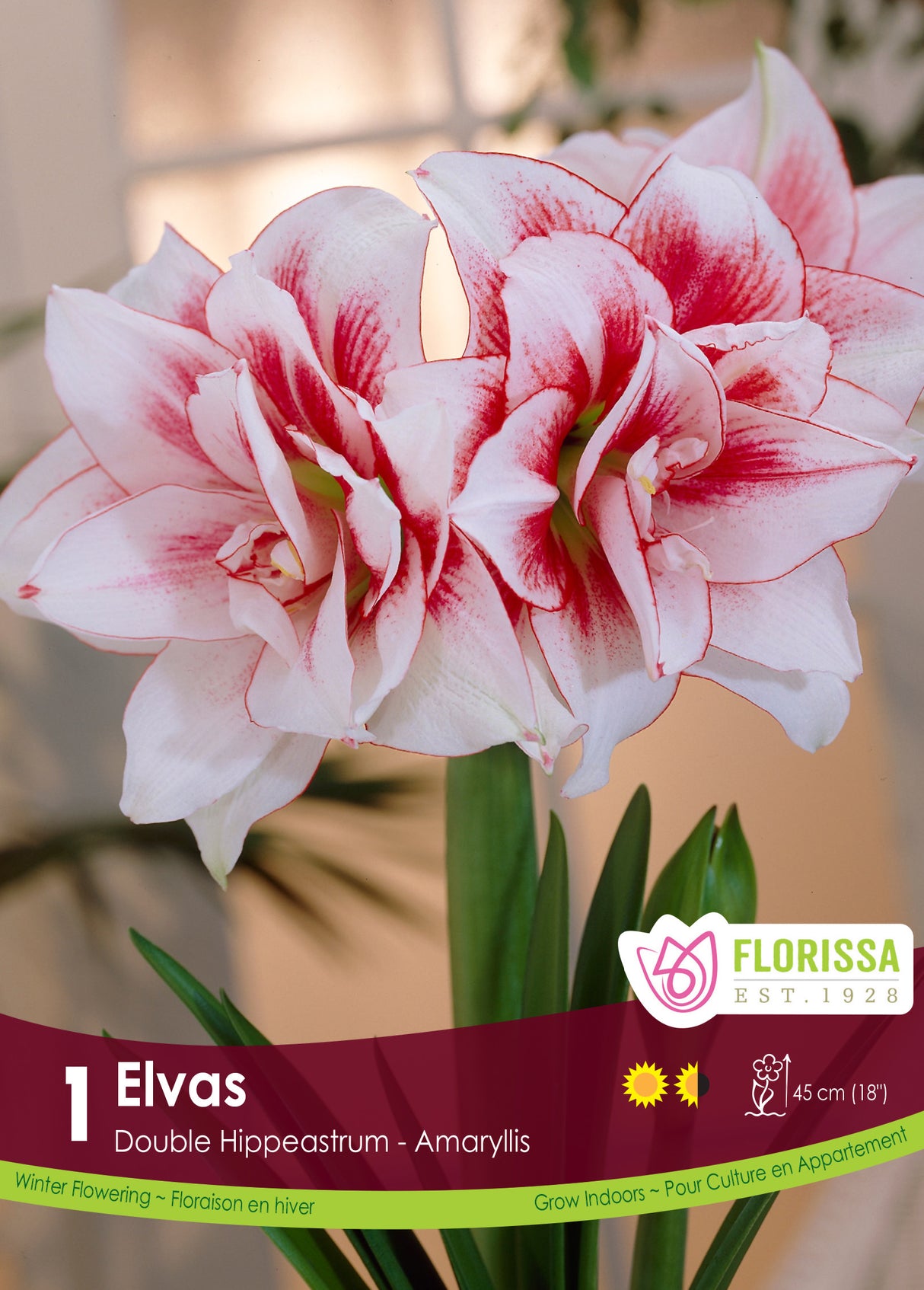 Amaryllis Double - Elvas