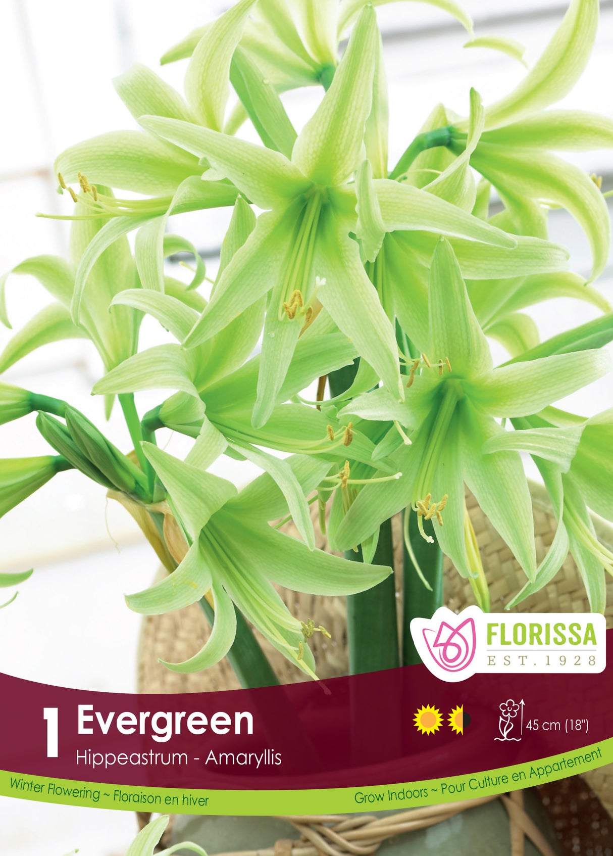 Amaryllis Novelty - Evergreen
