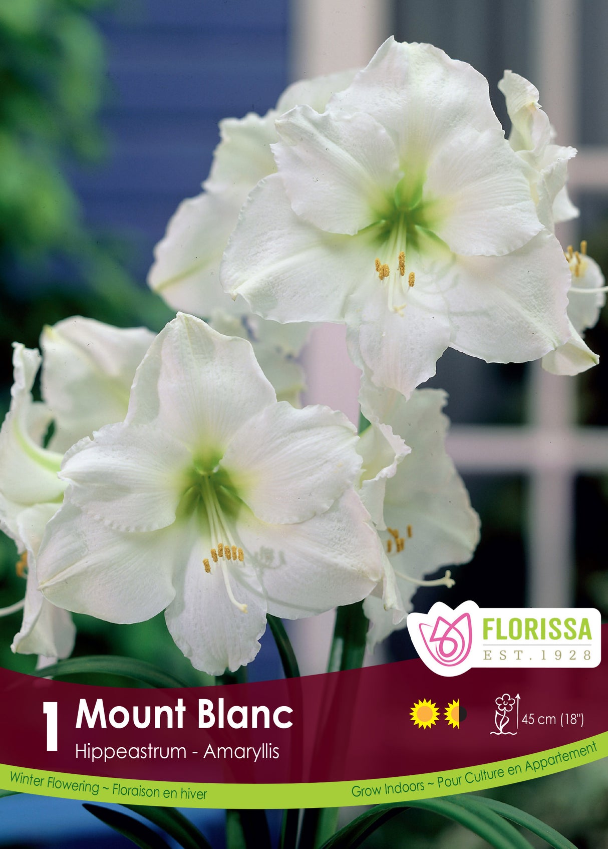 Amaryllis - Mount Blanc Size 42+