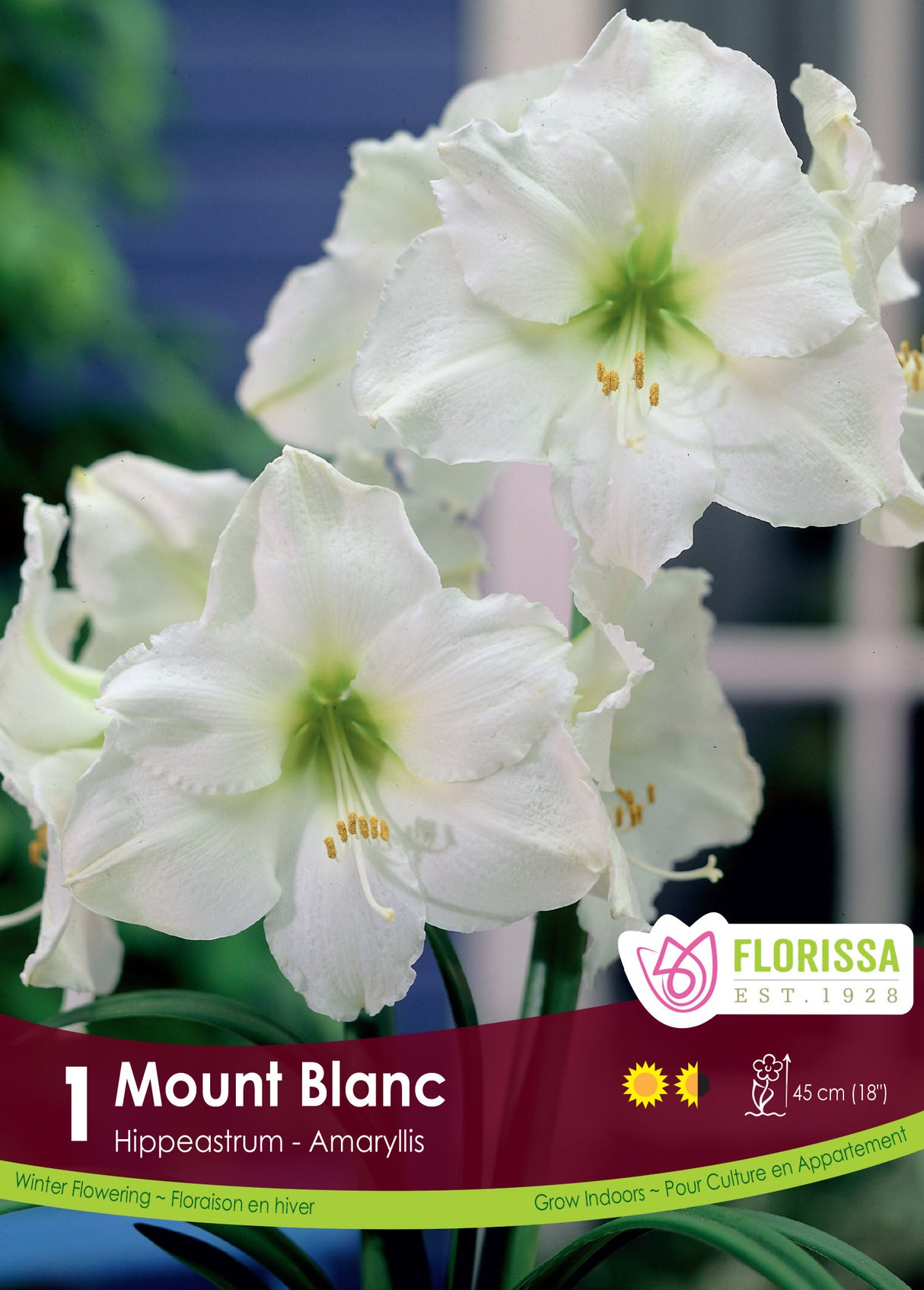 Amaryllis - Mount Blanc Size 34/36