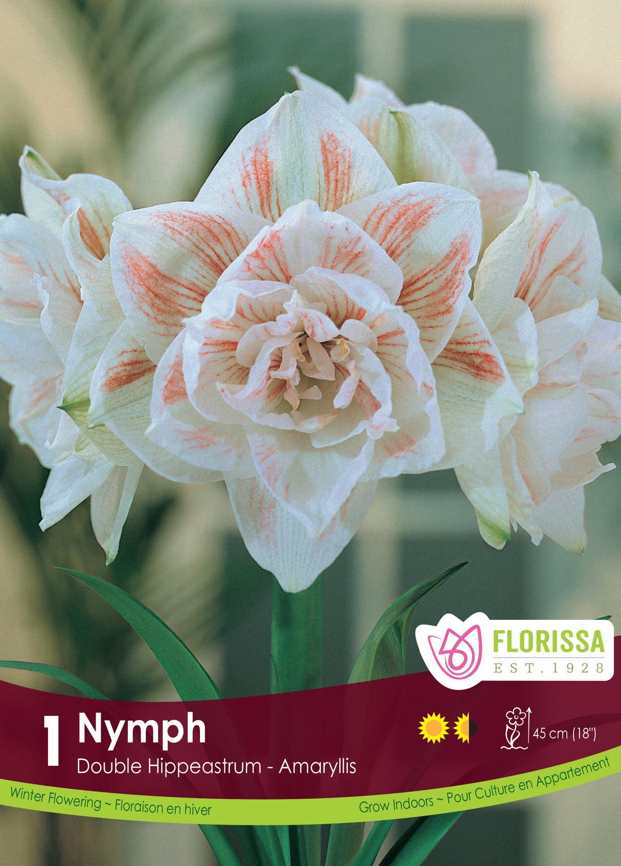 Amaryllis Double - Nymph